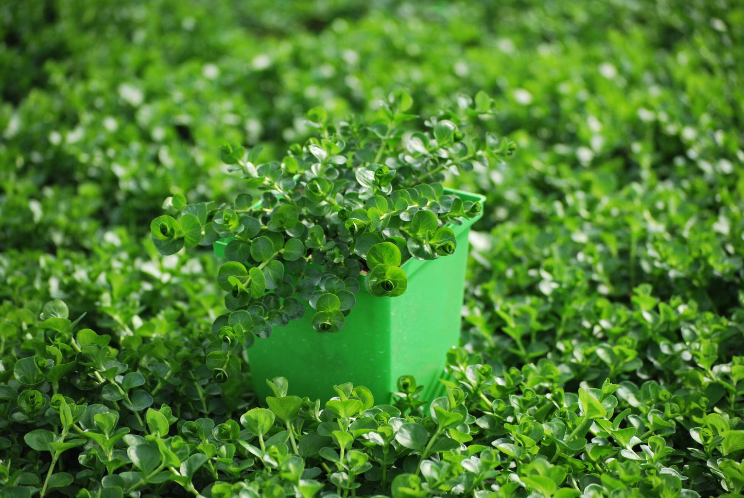 Perennial Farm Marketplace Lysimachia nummularia (Creeping Jenny) Groundcover, 1 Quart, Green Leaves with Yellow Flowers