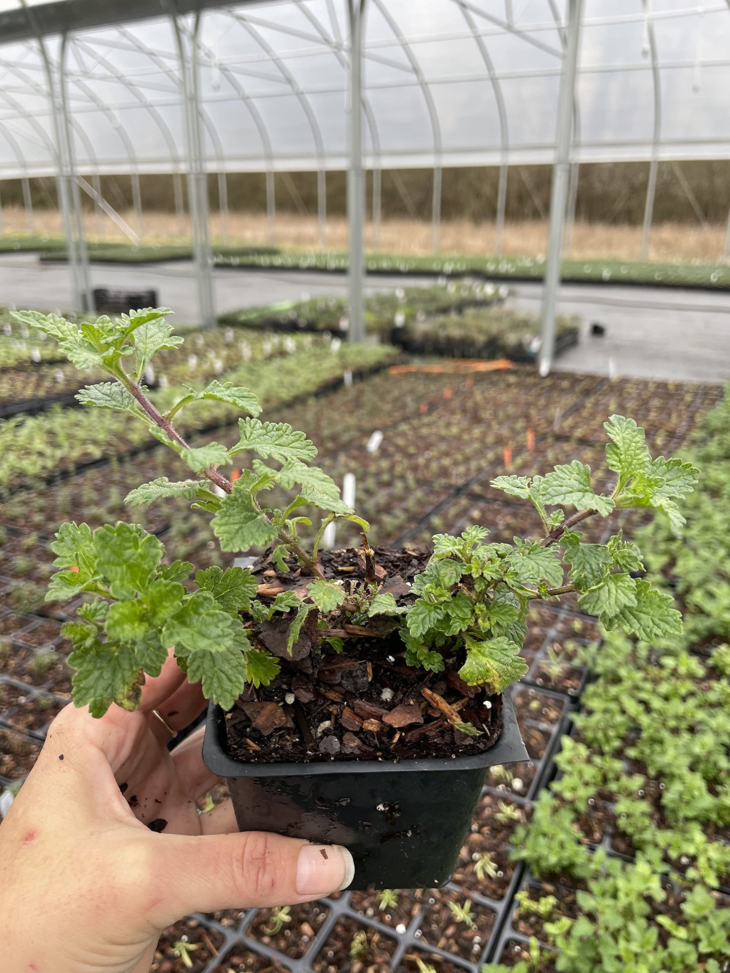 Homestead Purple Verbena Plant -Perennial Herb -Live Plant -4" Pot. Temp Sensitive. Order When Your Weather mild, not Too hot, not Too Cold (2)