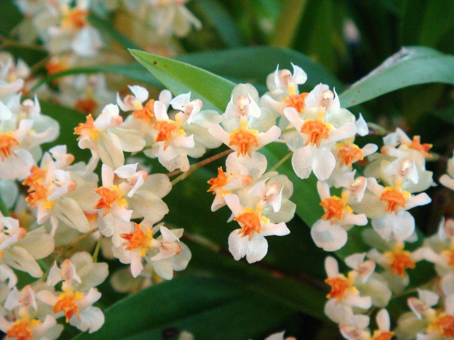 Orchid Insanity -Onc. Twinkle 'Fragrant Fantasy' - Fragrant Blooms Easy to Grow and Bloom! Miniature windowsill-Size, Cool and Warm Tolerant. White Flowered Variety. (NOT in-Bud/Bloom When Shipped)