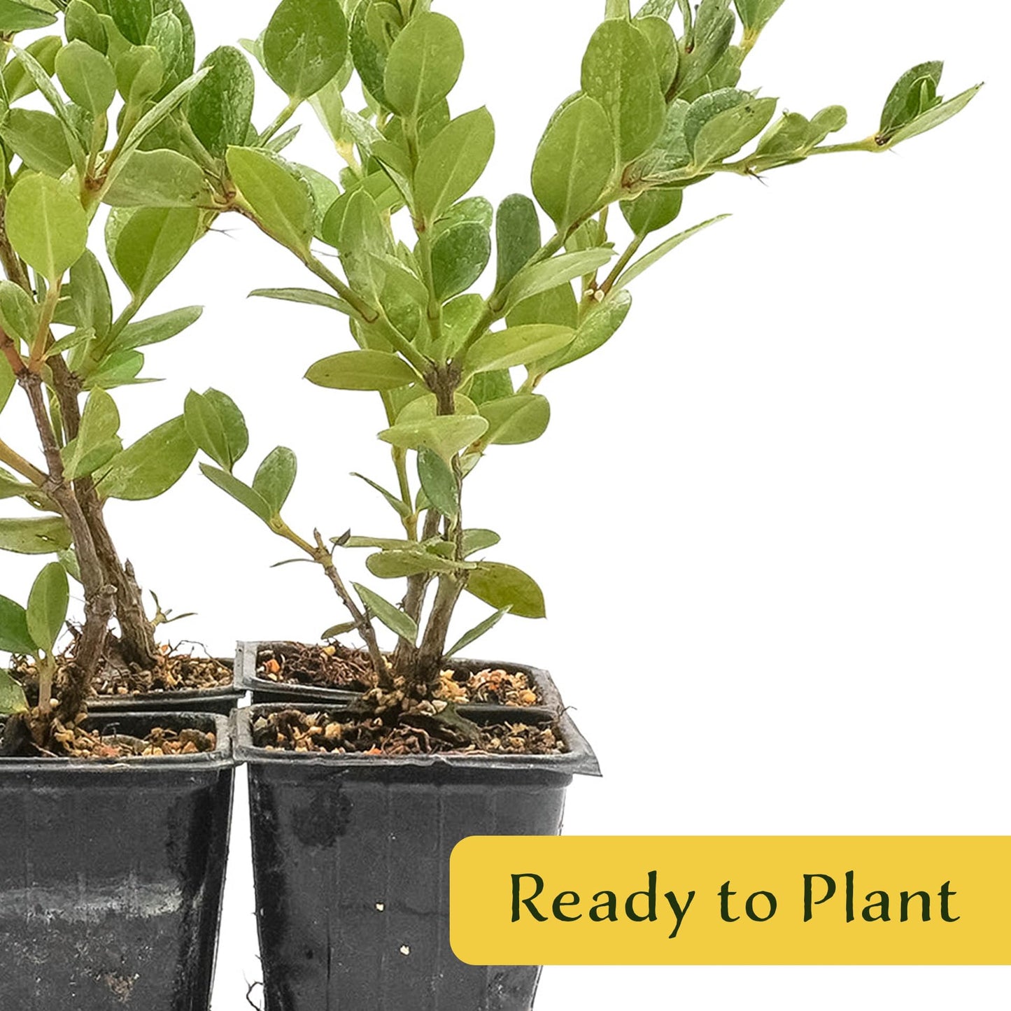 6 Green Carpet Natal Plum in 3.5" Nursery Cubes | Carissa ‘Green Carpet’ | Low-Growing Evergreen Groundcover for Landscapes, Slopes & Borders | Live Starter Plants