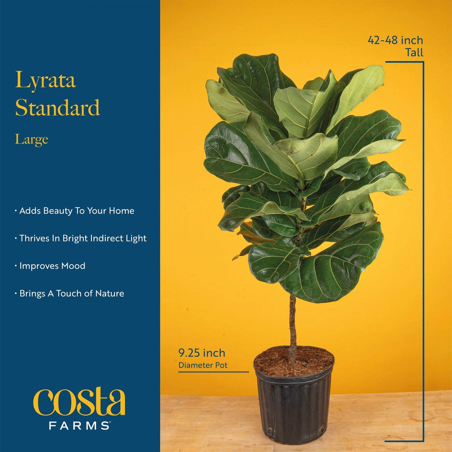 Costa Farms Fiddle Leaf Fig Tree, Live Ficus Lyrata 3–4 Ft, Air Purifying Large Easy to Maintain Indoor Floor Plant, Living Room, Bedroom or Office Décor Gift