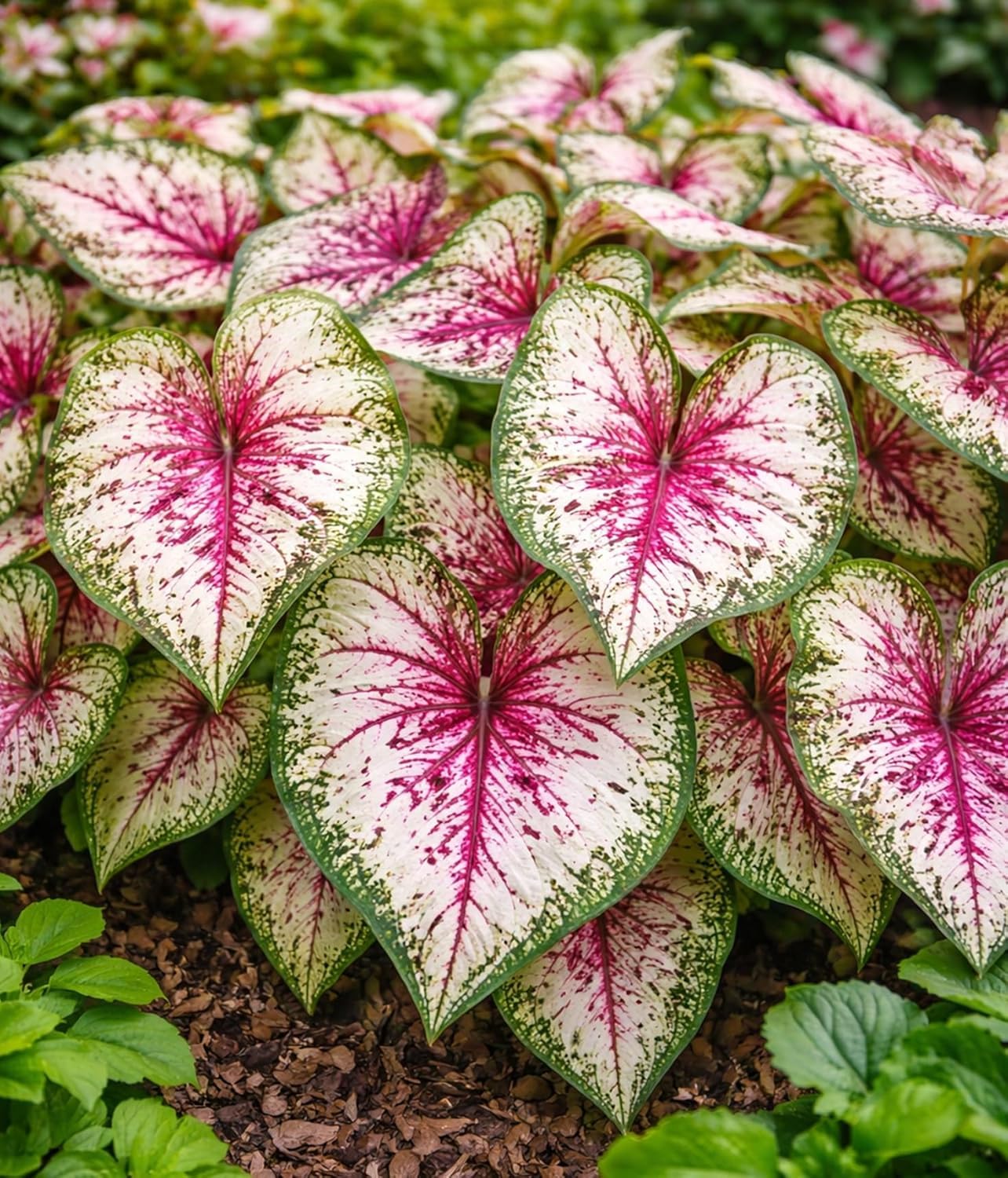 2 Wine Splashed Caladium Bulbs for Planting - Beautiful Spotted Leafs Stand Out - Perennial Hosta, Elephant Ears, Fancy (2 Bulbs)