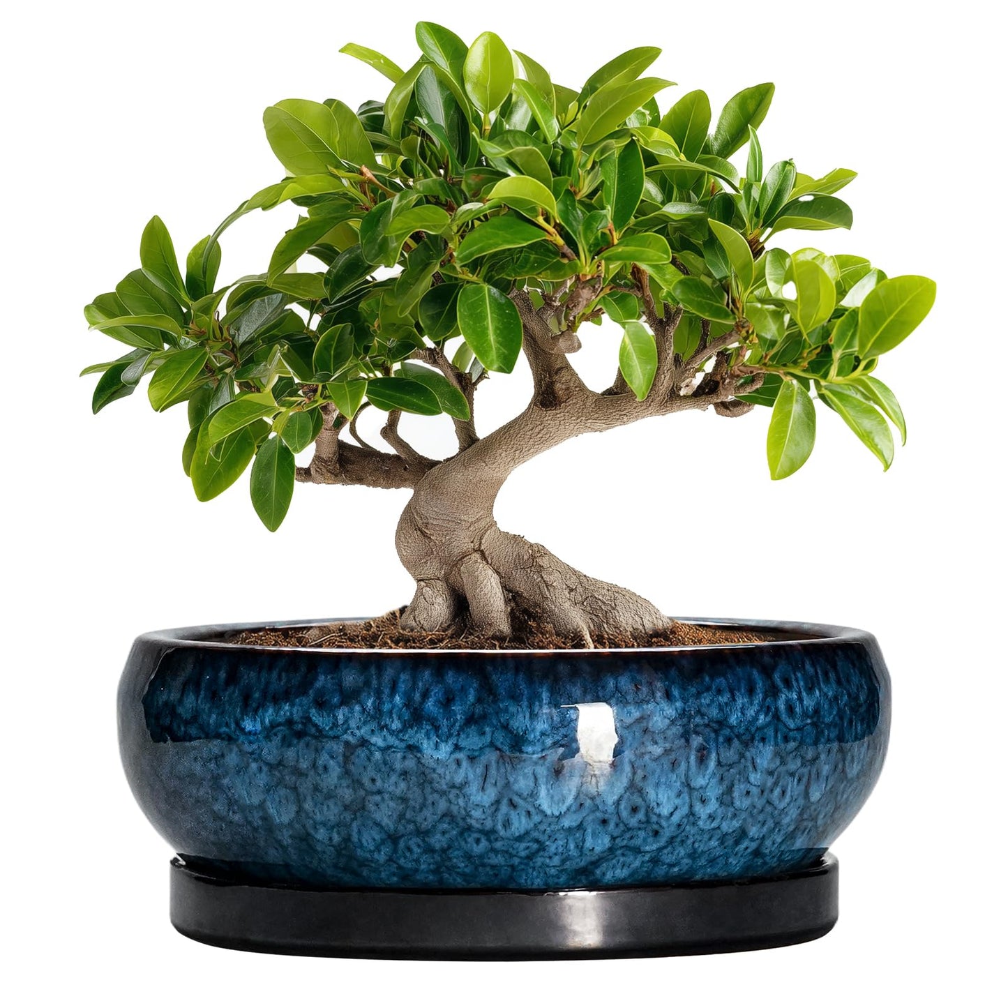 EPFamily Bonsai Tree Pots 10 Inch - Ceramic Succulent Pot with Drainage Hole and Saucer, Bonsai Pots for Indoor Outdoor, Round Succulent Planter, Shallow Planter, Desk Decor, Plant Lover Gifts, Blue