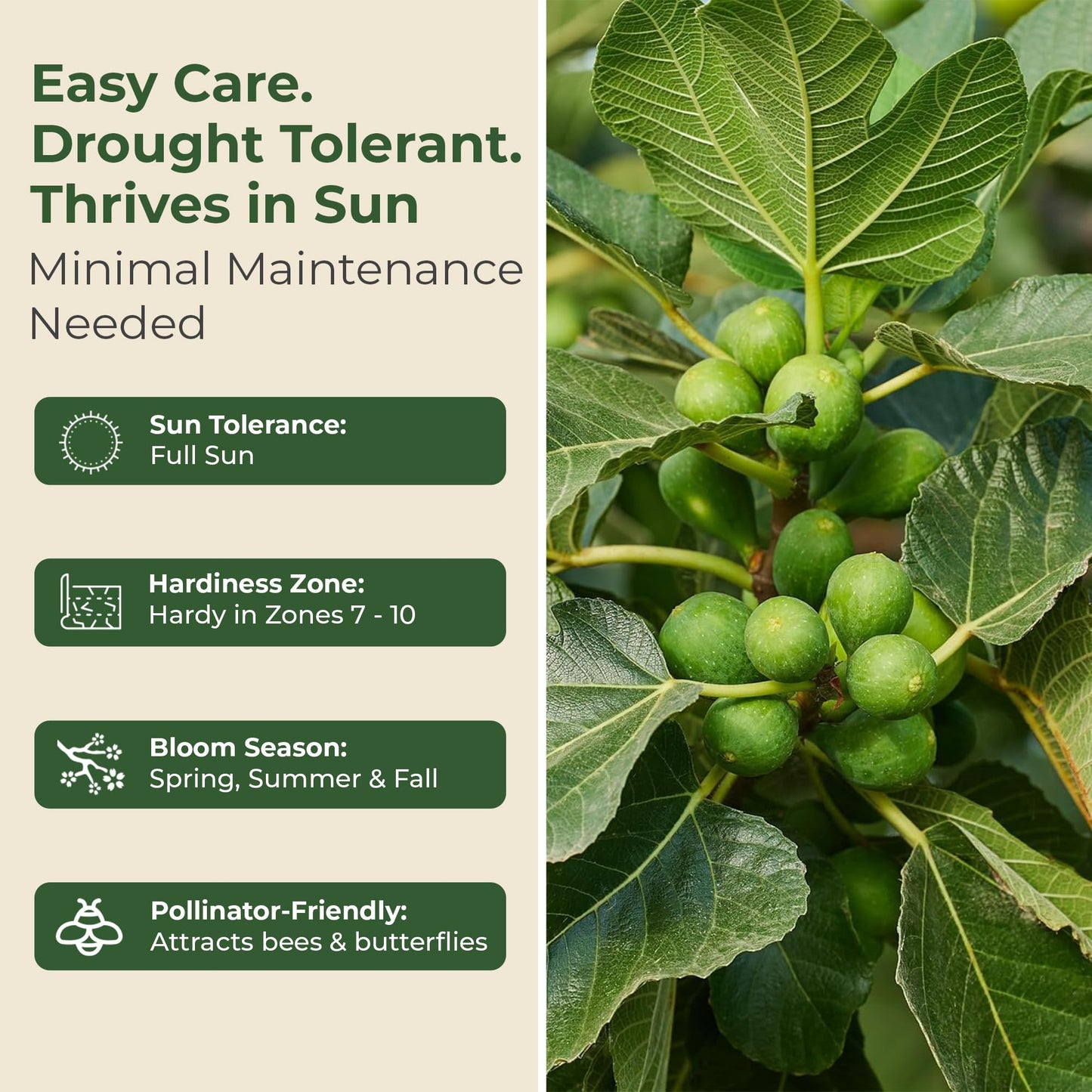 Black Mission Fig Plant - Sweet Year Round Harvest in 1 Gal Growers Pot - Grows Upto 10-30' - Easy to Grow Fruit Trees for Pots and Gardens (1 Count)