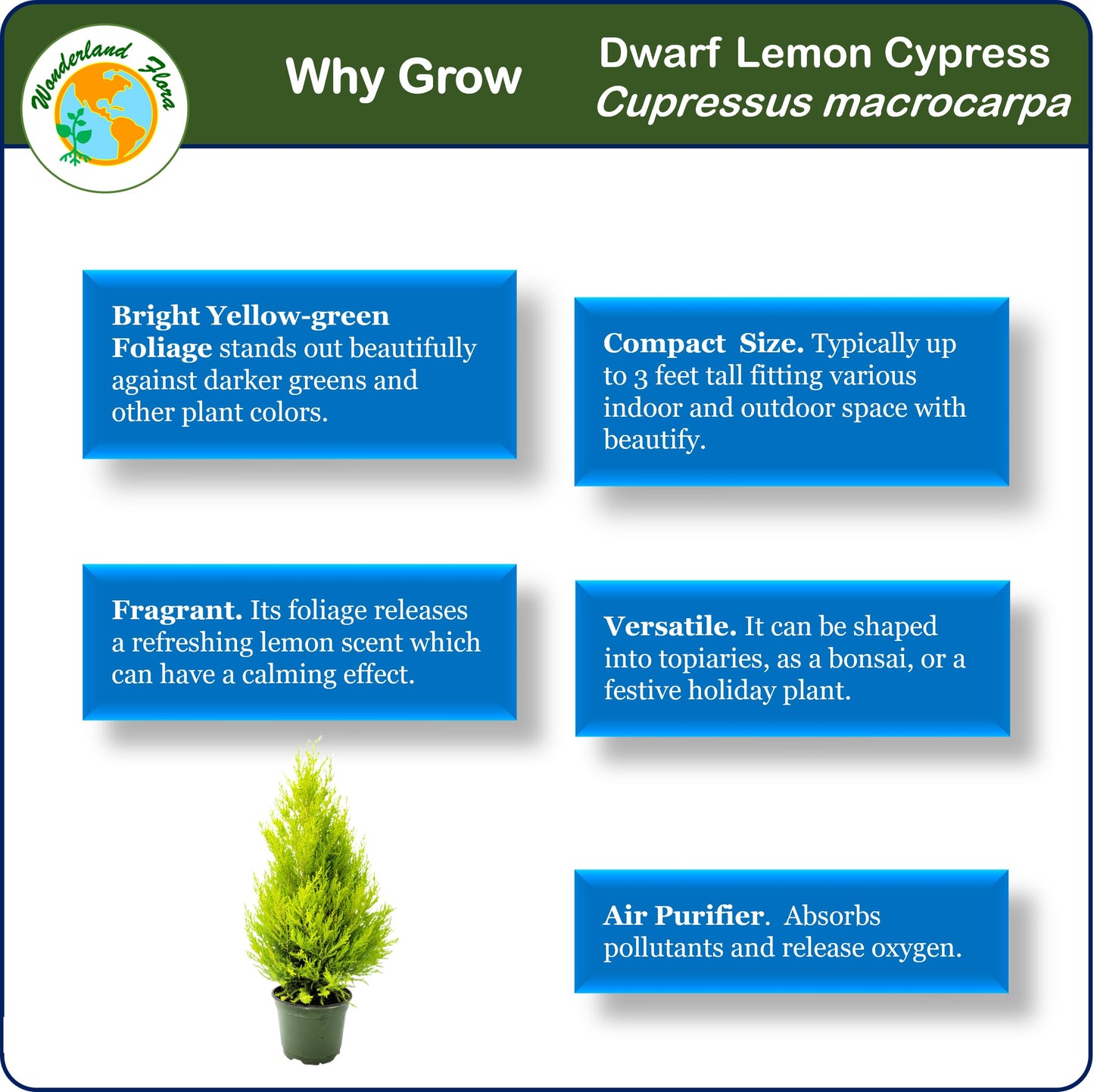 Live Dwarf Lemon Cypress, Cupressus macrocarpa 'Goldcrest Wilma', Indoor Tree, Houseplant, 6-in Pot