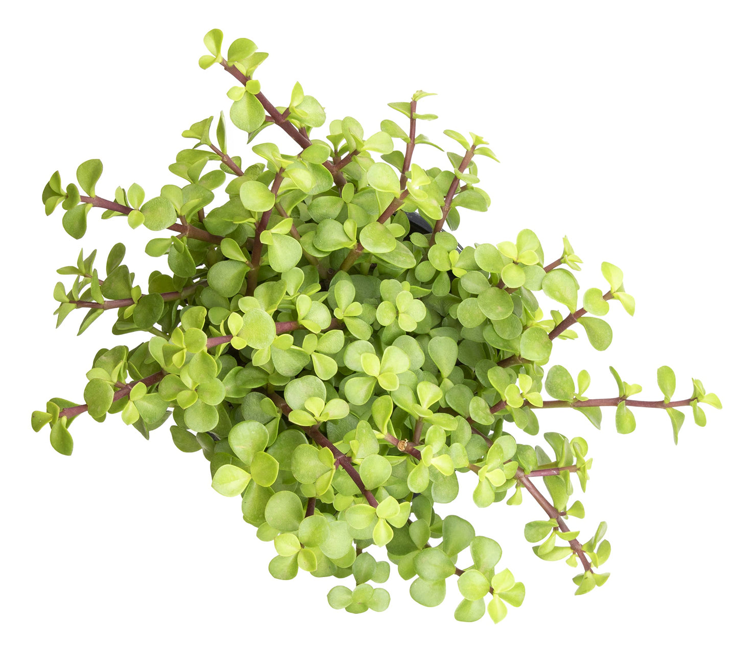 Succulents Plants Live Indoor Plants, Portulacaria Afra Live Houseplants, Live Succulents Live Plants Indoor Succulent Plants, Indoor Plant Real Succulents Plants House Plants by Plants for Pets