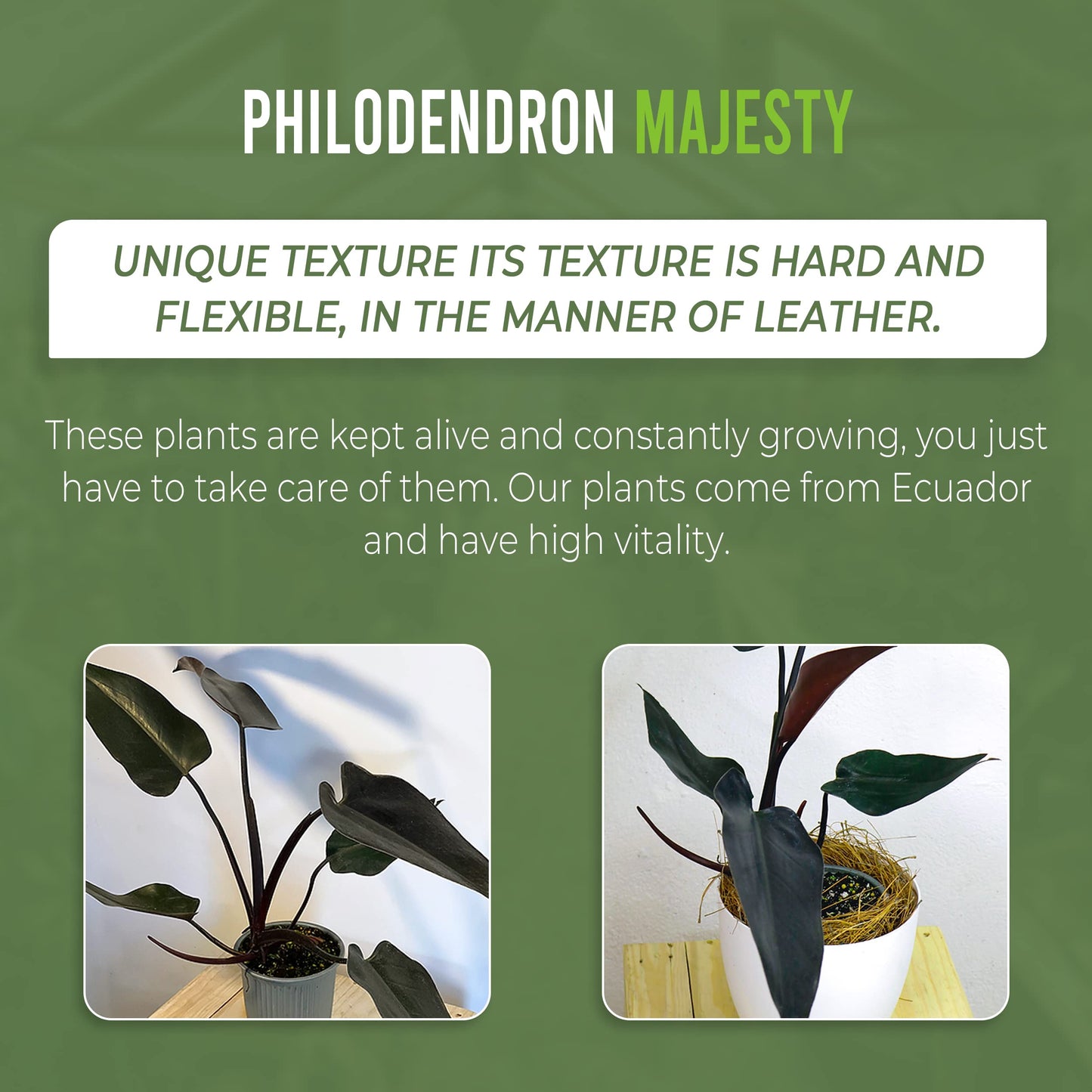 LEAL PLANTS ECUADOR Philodendron Majesty| Philodendron Exotic Houseplant for Living Room| Live Indoor Plants| Philodendron Live plant| philodendron pink princess live plant