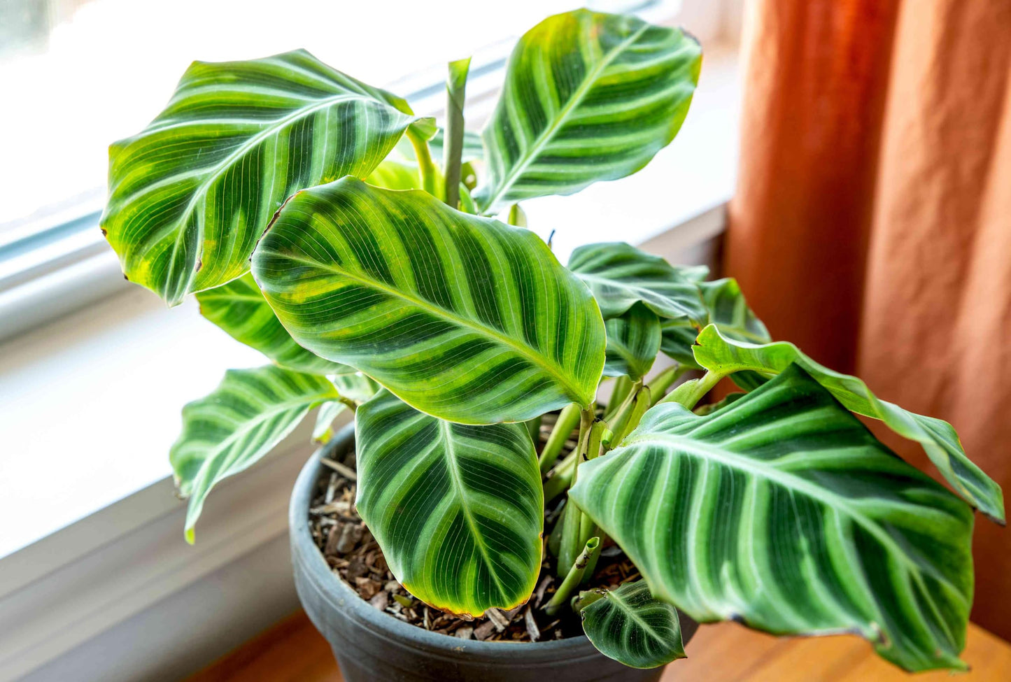 100pcs Green Calathea Plant Seeds for Planting, Tropical Foliage Seeds for Indoor & Outdoor Growing | Easy to Grow Houseplant Seeds