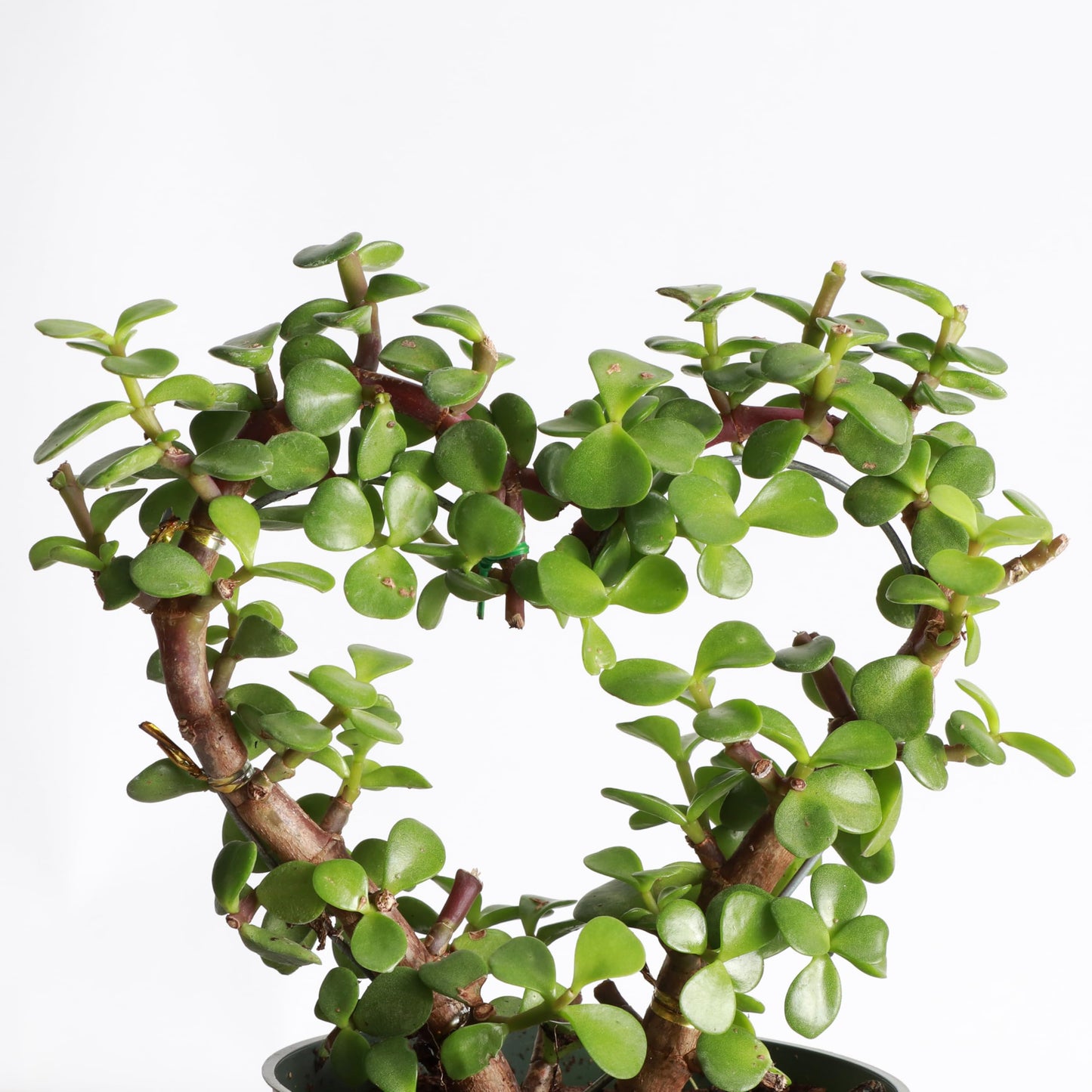 Thorsen's Greenhouse, Heart-Shaped Jade Bonsai Plant, Live Indoor Plant, Gift, Succulent Plant, 4-inch Diameter Pot (Nursery Pot)