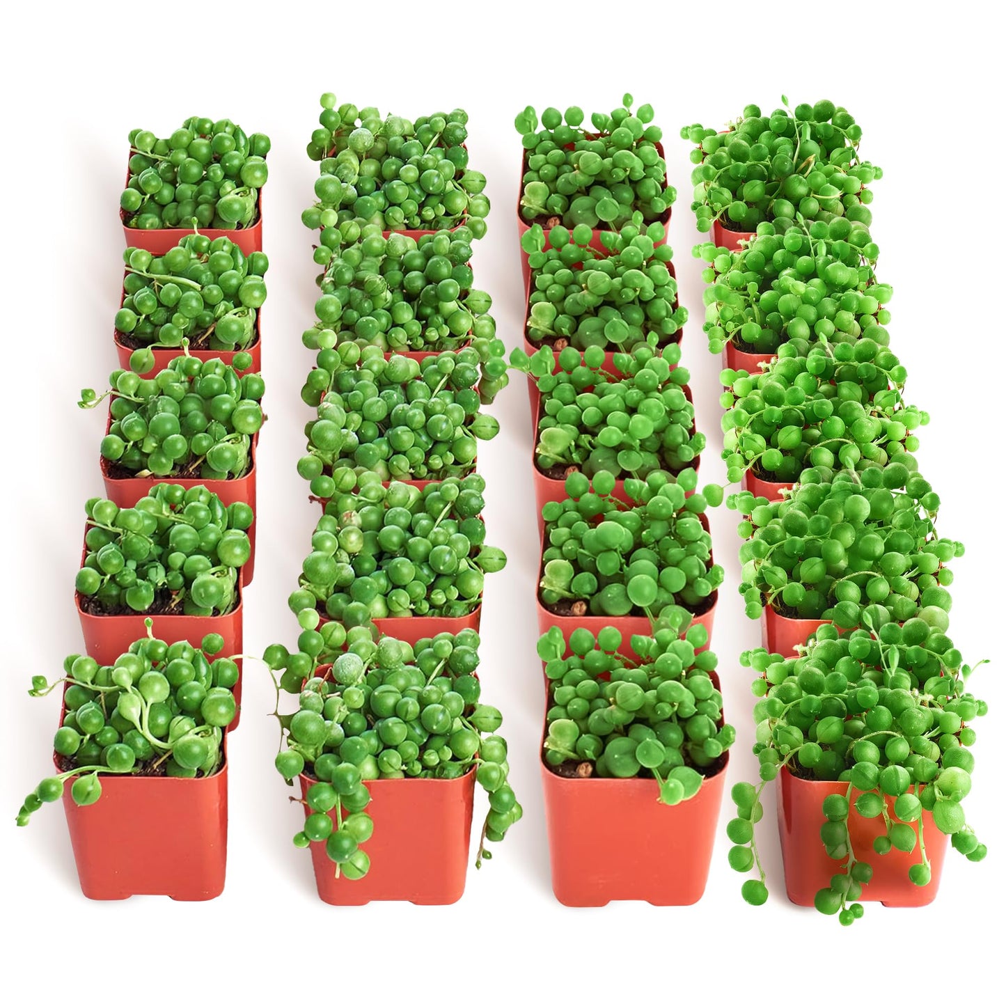 Shop Succulents String of Pearls Succulent Plant 2" Grow Pot Pack of 32