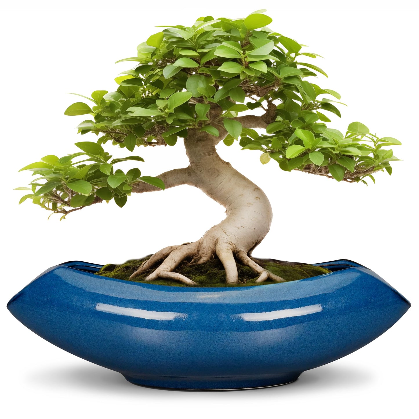 Teagas Bonsai Tree Pot 18 Inch - Ceramic Succulent Pots Large Bonsai Planter for Indoor Outdoor Plants Decorative Plant Pot with Drainage Hole Flower Pot for Home Garden Room Decor Blue