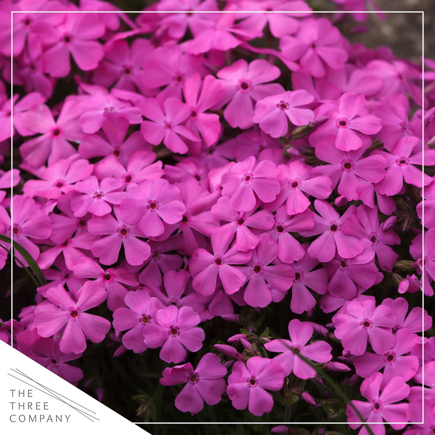Live Phlox - Pink - Beautiful Creeping/Trailing Perennial - Healthy Spring Plant - 10" Tall by 6" Wide in 2.5 Qt Pot