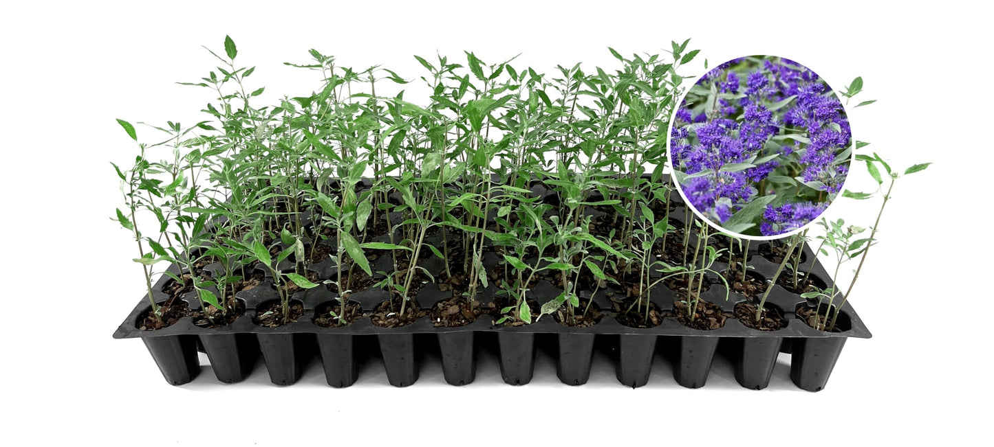 Caryopteris Dark Knight Plants | 3 Live Seedlings | Caryopteris x clandonensis 'Dark Knight' | Flowering Accent | Sun Loving Garden Variety