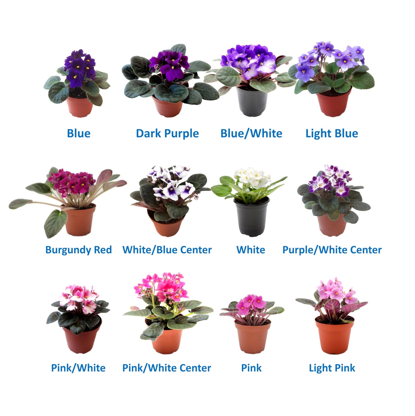 4-Pack of 4” Pots African Violets, Saintpaulia ionantha, from 12 Available Colors, Colors May Vary but All Different, African Violet Live Plant, African Violet Plants, Plant Gifts, Holiday Gifts