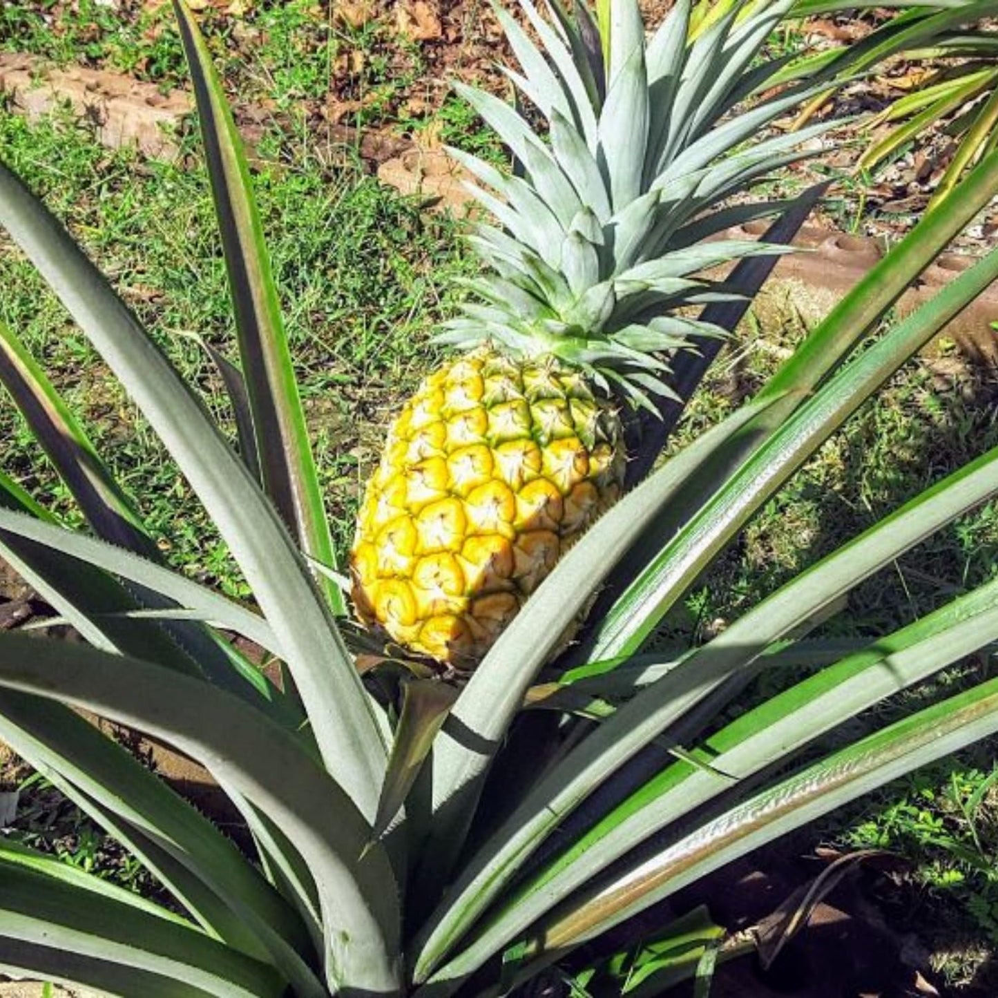 4 Sugarloaf Pineapple Fruit Trees Live Plants, Pineapple Seedlings for Backyard Gardening, Pineapple Plants Live