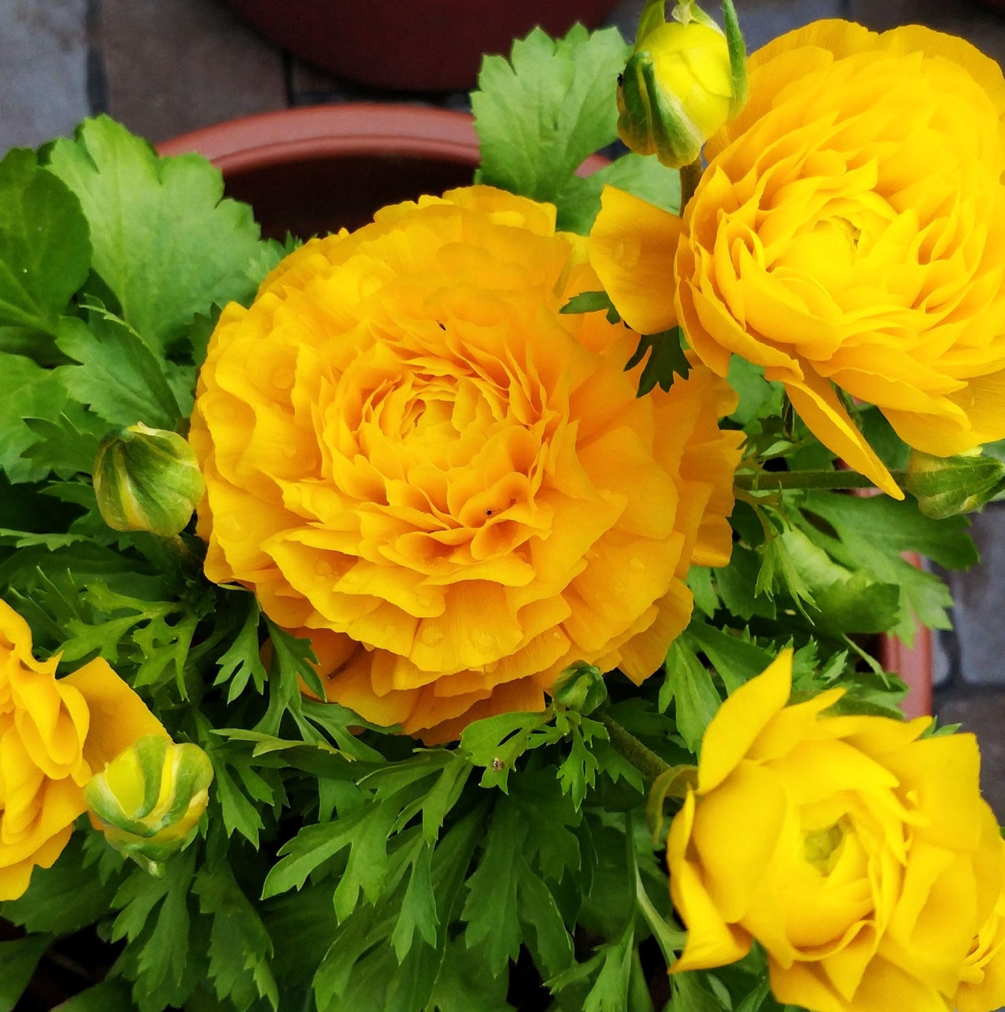 Complete Spring Flower Bulb Garden - 10 Bulbs Ranunculus Bulbs Continuous Blooms (Spring Color from March Through June) - Easy to Grow Fall (Ranunculus Bulbs)