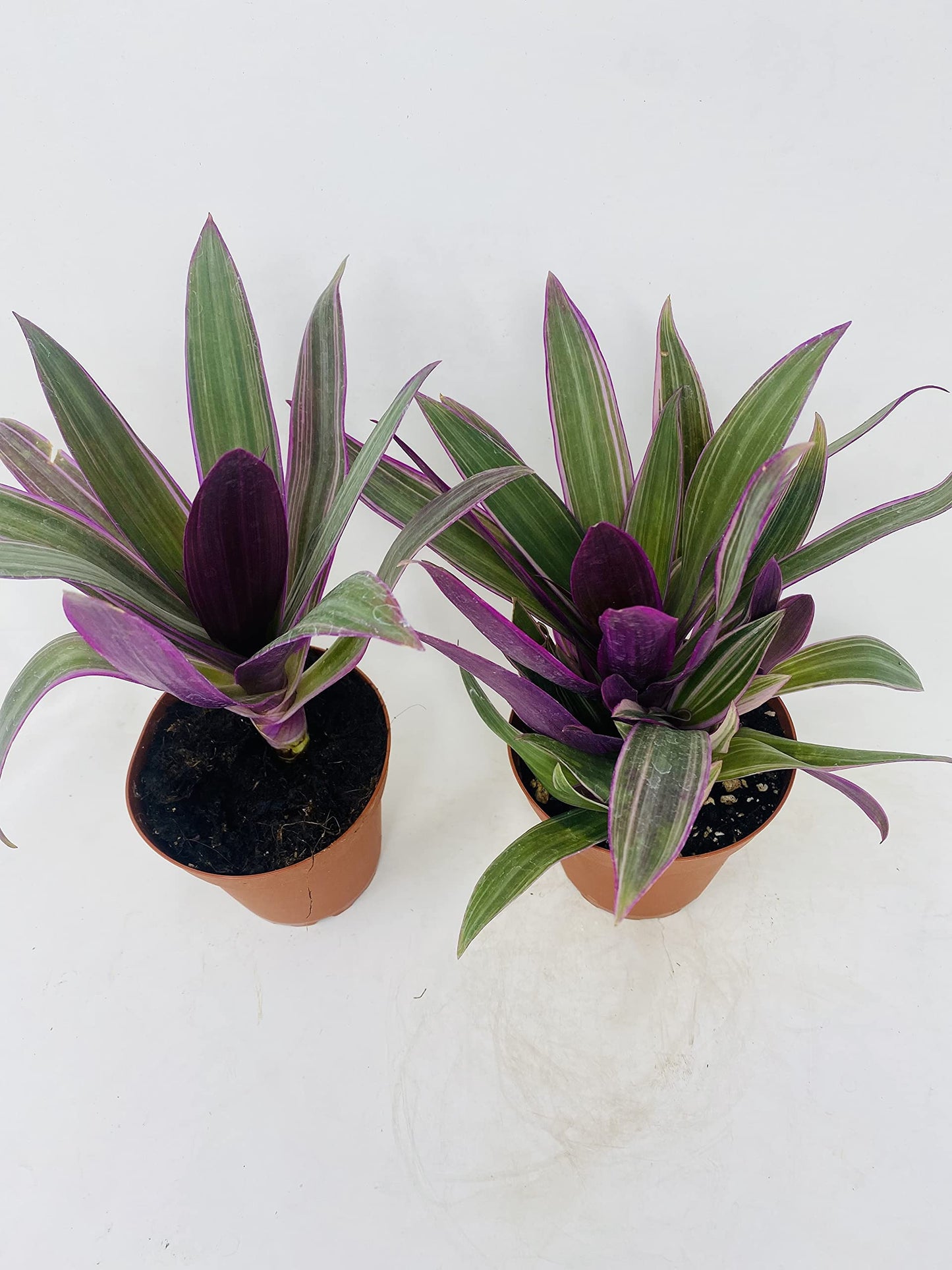 JM BAMBOO Nanouk Moses in The Cradle Plant -2 Plants -Rhoeo spathacea Tricolor 4inch Pot