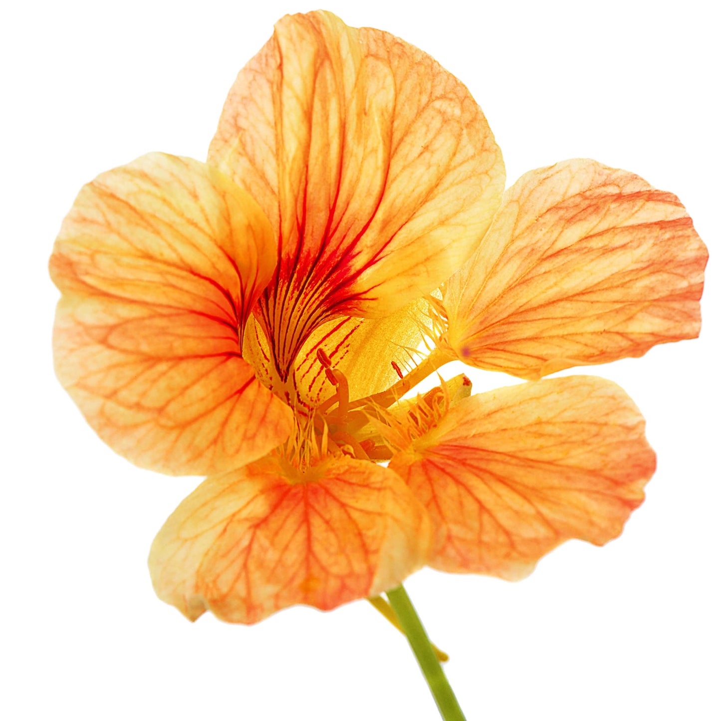 Organic Nasturtium Plant (Tropaeolum majus)- Live Plant in 2.5-inch Pot - Edible Flowers with Peppery Taste for Salads by Smoke Camp Crafts