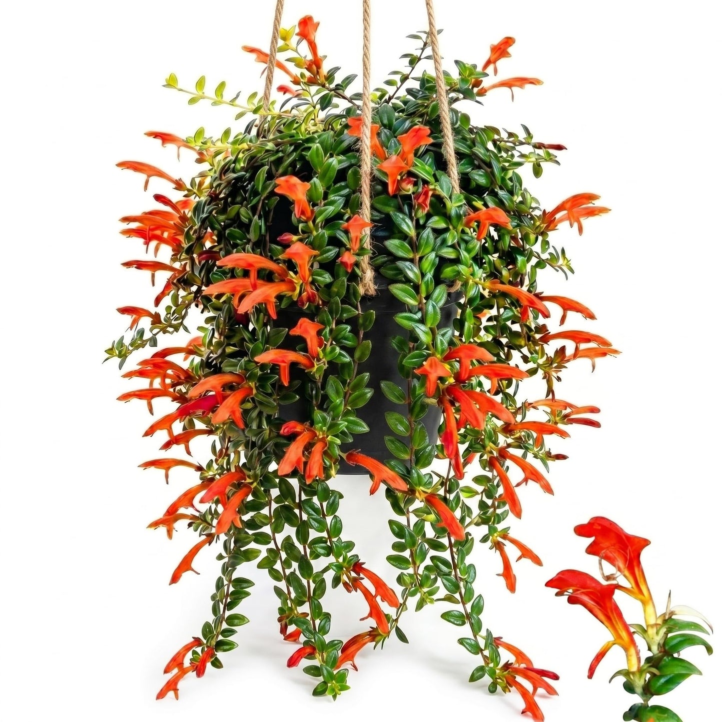 Trailing Goldfish Flowers Plants Live Houseplants, 4-6 Inch Tall, Long Leaf Golden Fish Plants, Flowering Trailing Plant Suitable for Gifts & Ideal for Home Interiors