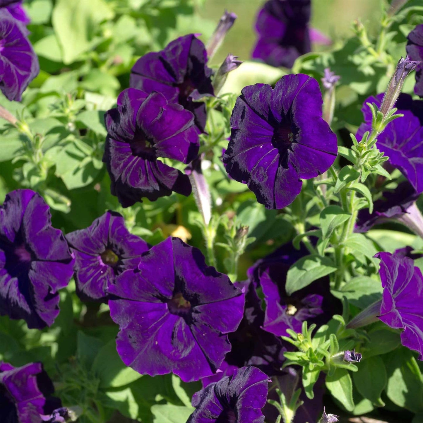 Madness Series Petunia Royal (Deep Purple) 100 Pelleted Seeds Petunia x Hybrida Annual Flower 1015" Mounded Plants 3" Blooms in 20+ Colors Easy to Grow 98105 Days Non-GMO