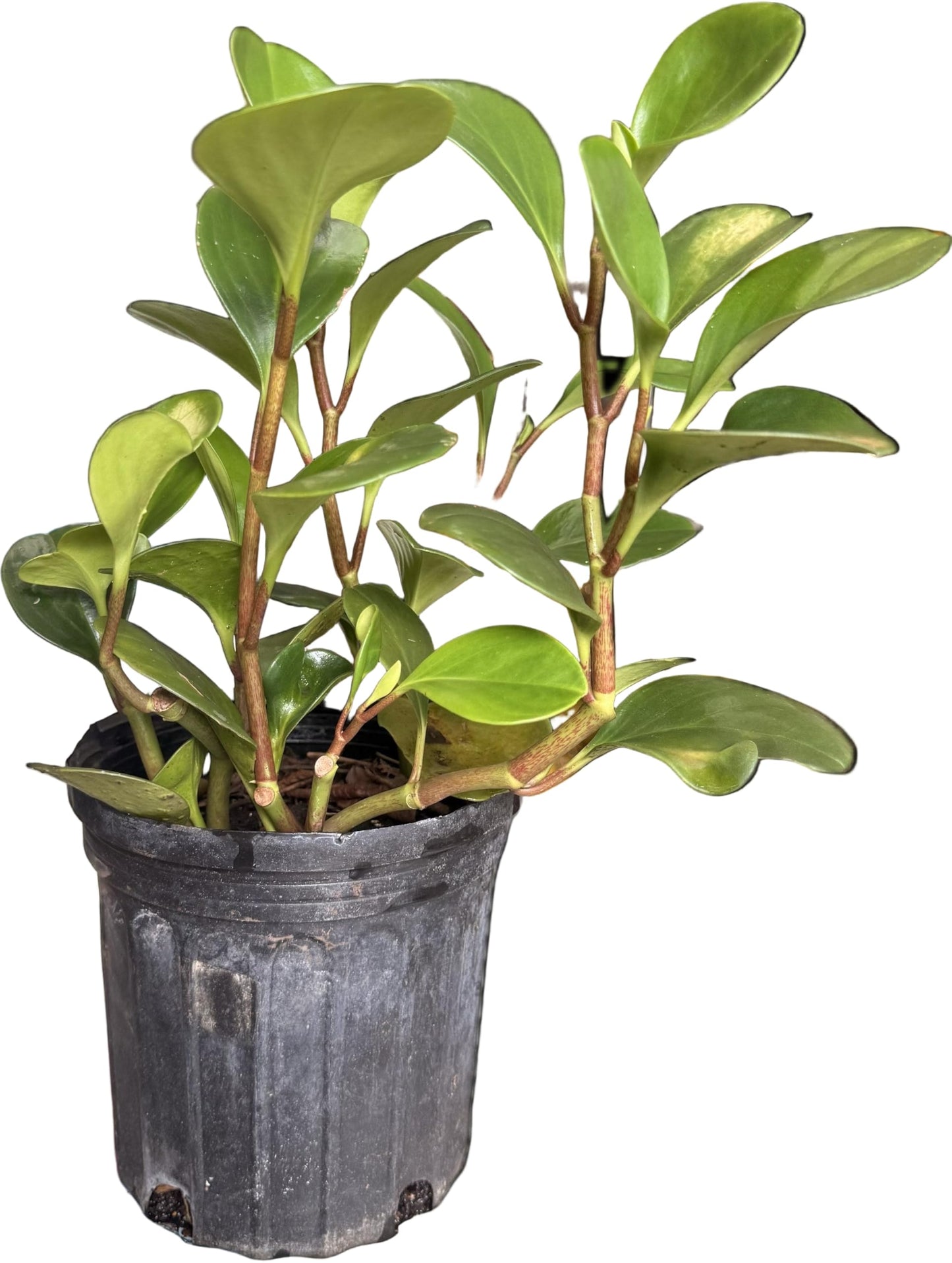 Plant of Money. Peperomia obtusifolia, Live Indoor Plant, 4 inch Pot.