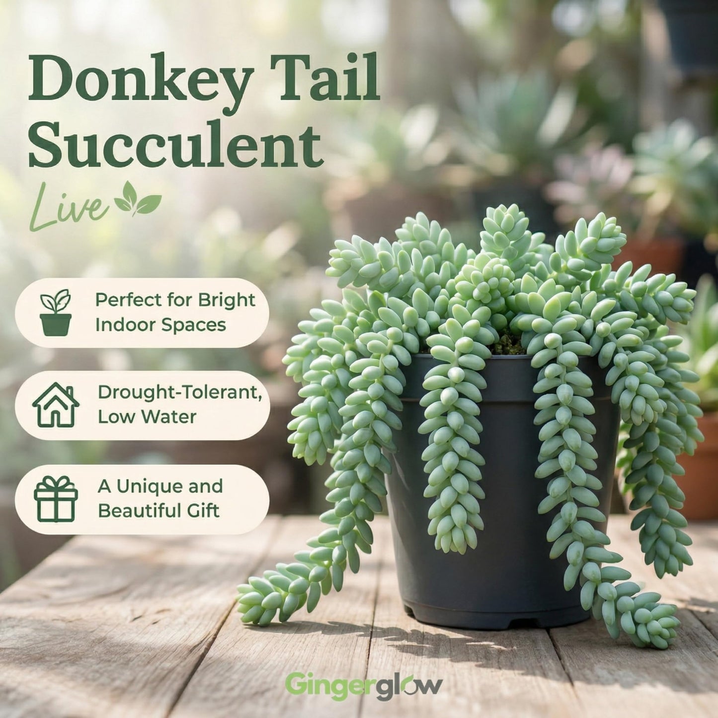 2 Succulent Plants, Donkey Tail Succulent Plants Live in 2 Inch Pot, Plant for Home Office, Wedding Hanging Decoration & DIY Projects