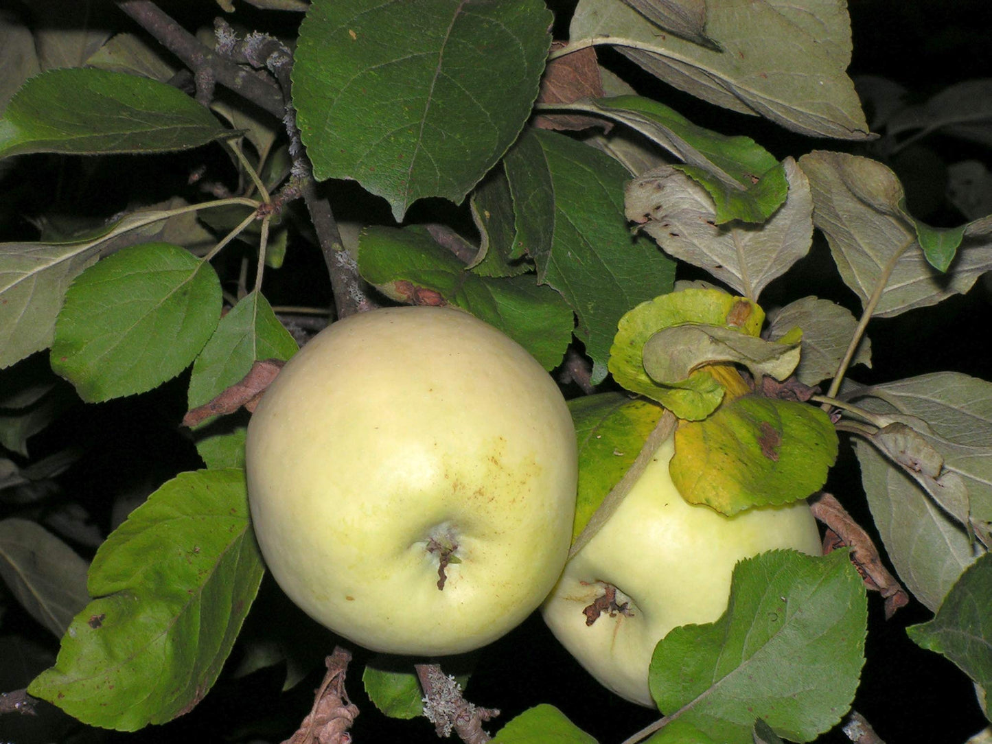 Antonovka Apple | Medium Tree Seedling | The Jonsteen Company