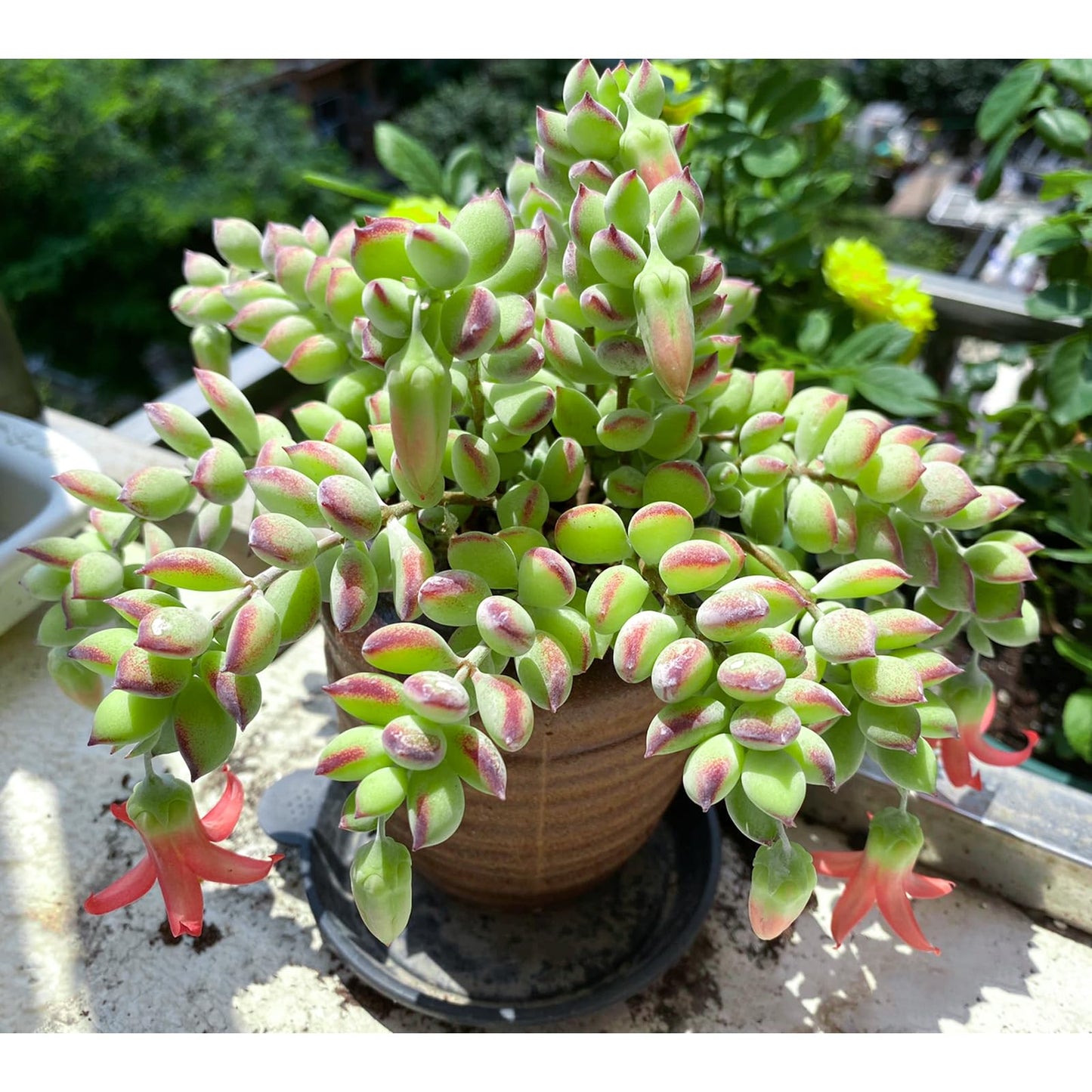 Sprout N Green Cotyledon Pendens, Live Succulent Fully Rooted in 4" Pot with Soil, Trailing Plant for Home Office Wedding Indoor Outdoor Hanging Decor DIY Project Party Favor, Keep Away from Pets