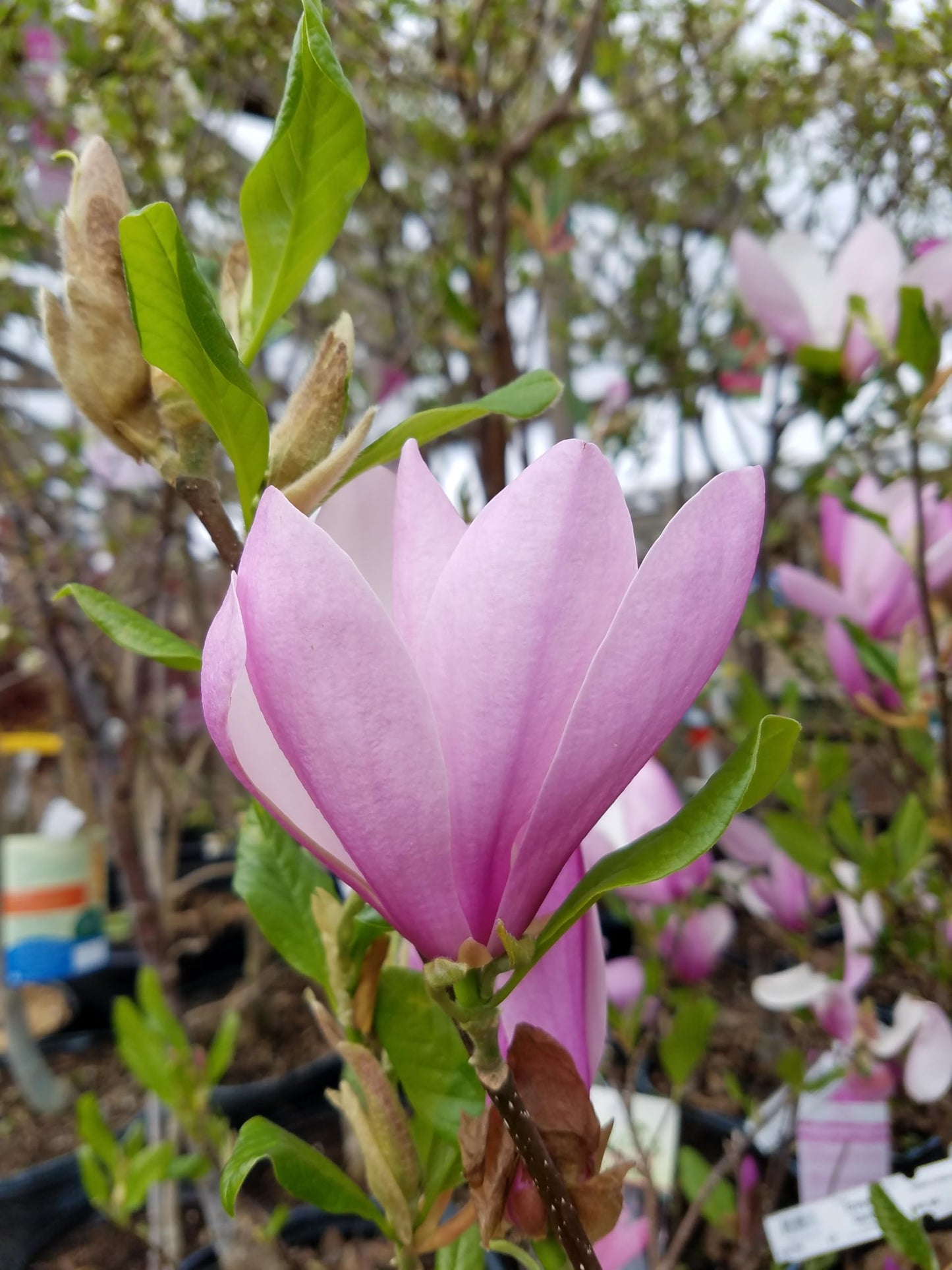 Live Plant from Green Promise Farms - Magnolia - liliflora Jane, #3 Gallon Size Container, Purple fragant Flowers - Does NOT Ship to AZ, CA, HI, ID, MT, NV, OR, PR, UT & WA!!