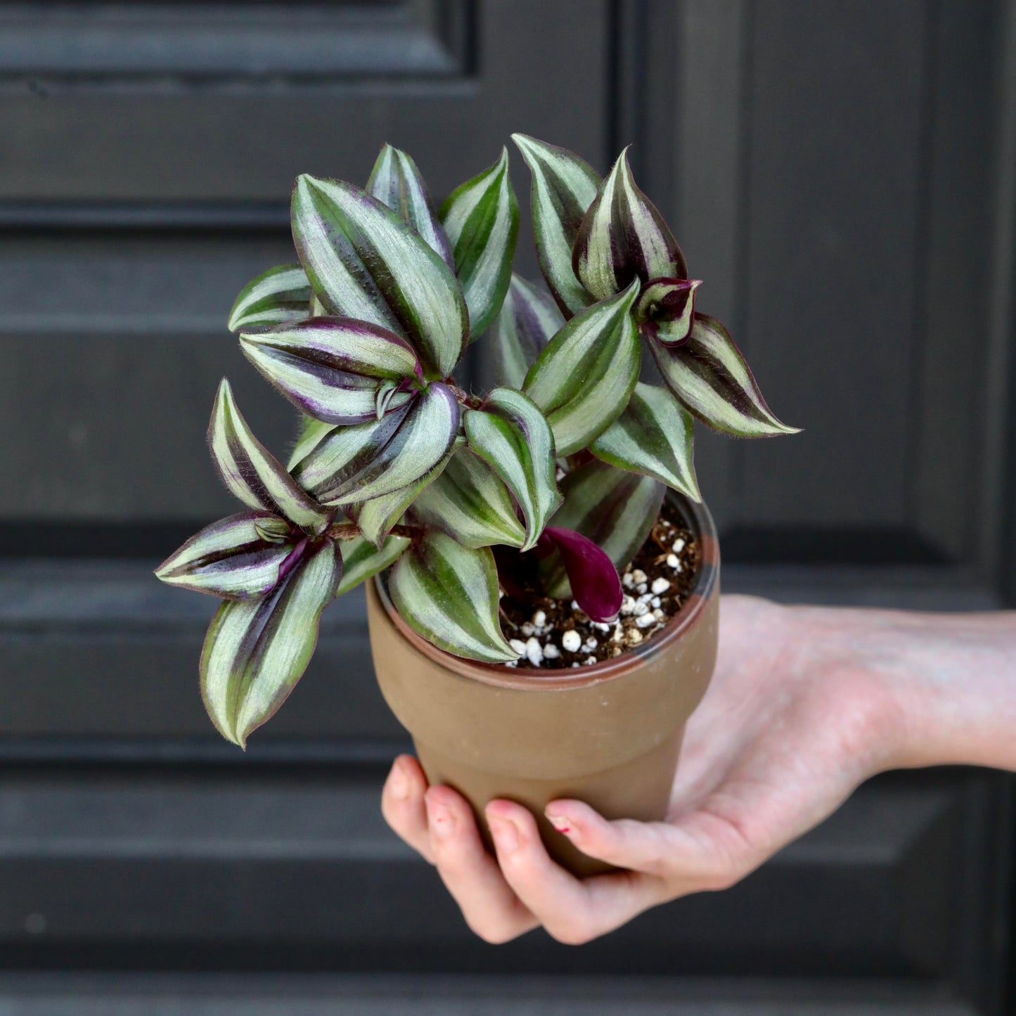 PLANTVERS Live Silver Jew in 3" Nursery Pot - Low Maintenance Houseplants - Low Light Office Plant - Air Purifier Indoor Plant
