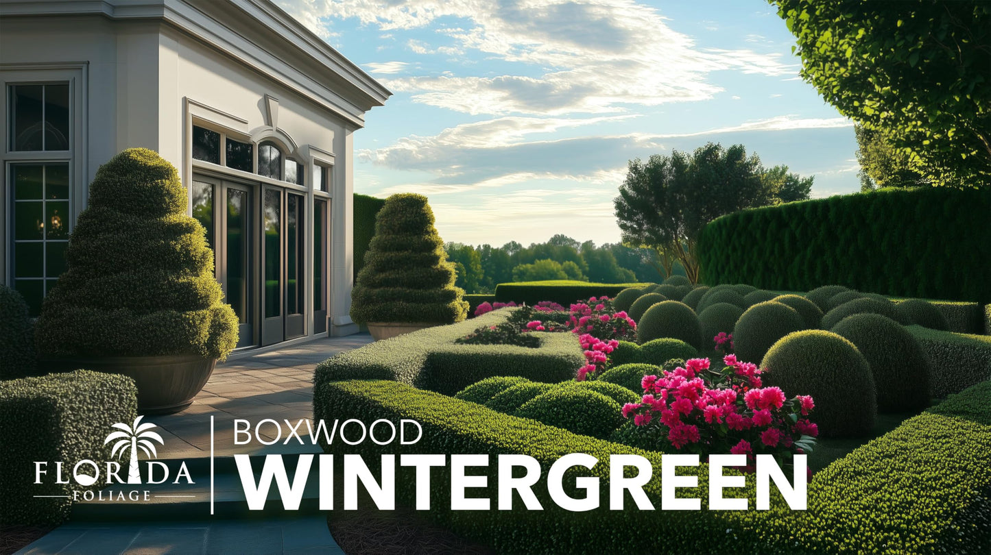 Wintergreen Boxwood | 3 Large Trade Gallon Size Plants | Buxus Microphylla | Evergreen Shrub, Dense Foliage, Formal Garden, Low Maintenance, Privacy Hedge, Year-Round Interest, Landscaping Shrub