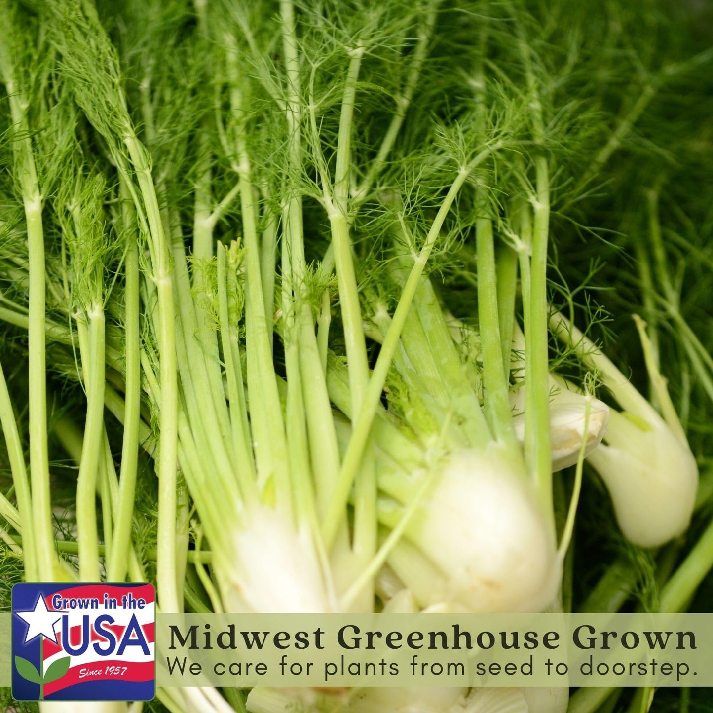 Clovers Garden Two (2) Large Live Orion Fennel Plants, Big, Healthy, Ready to Grow, Premium Plants, 4" to 8" Tall, in 4" Pots, Non GMO, No Neonicotinoids, Edible Garden, Culinary Favorite
