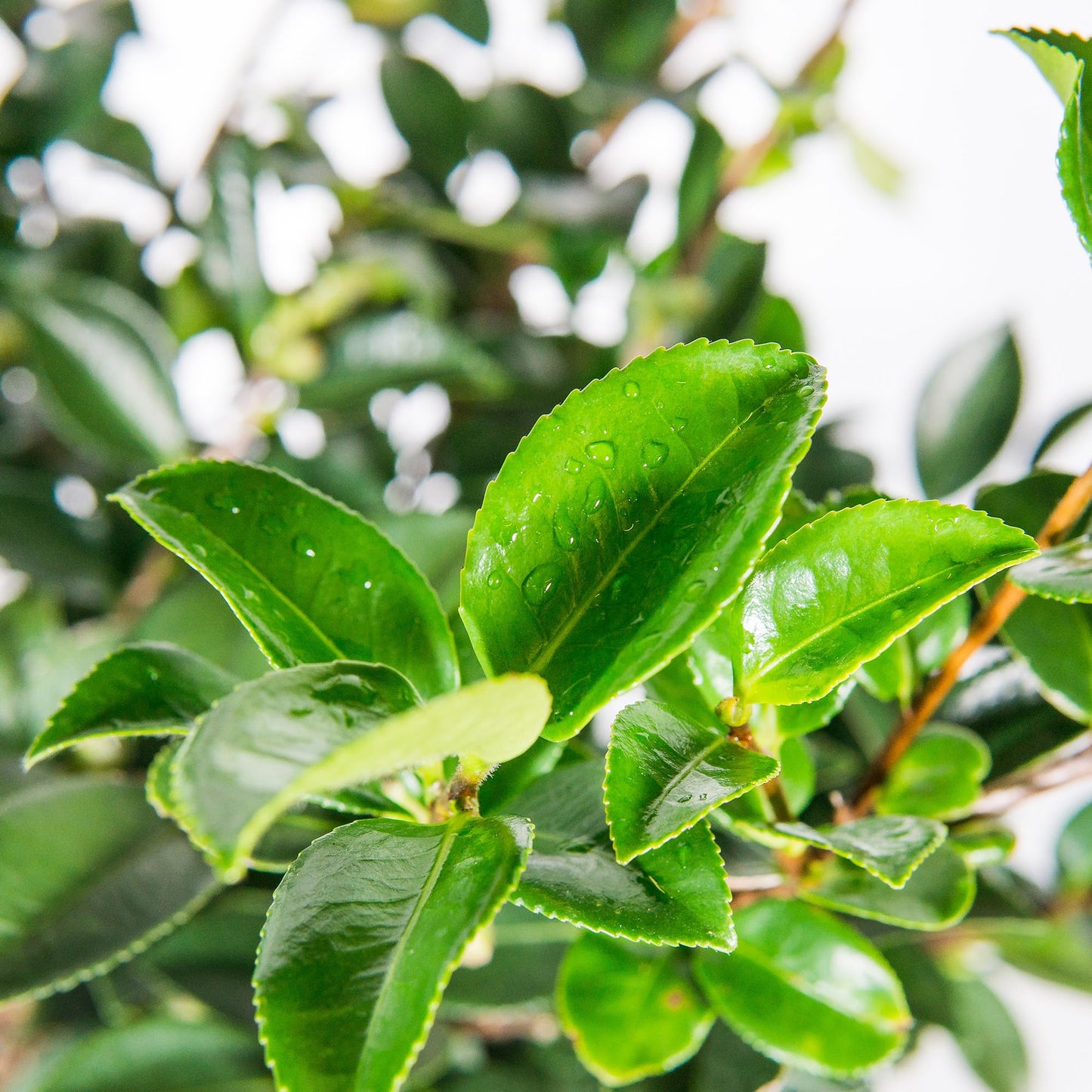 PERFECT PLANTS Shi Shi Camellia Shrub 1 Gal. Pot | Camellia sasanqua 'Shishi Gashira' | Pink Flowering Plant | Small Outdoor Tree | Spring Blooming Flowers