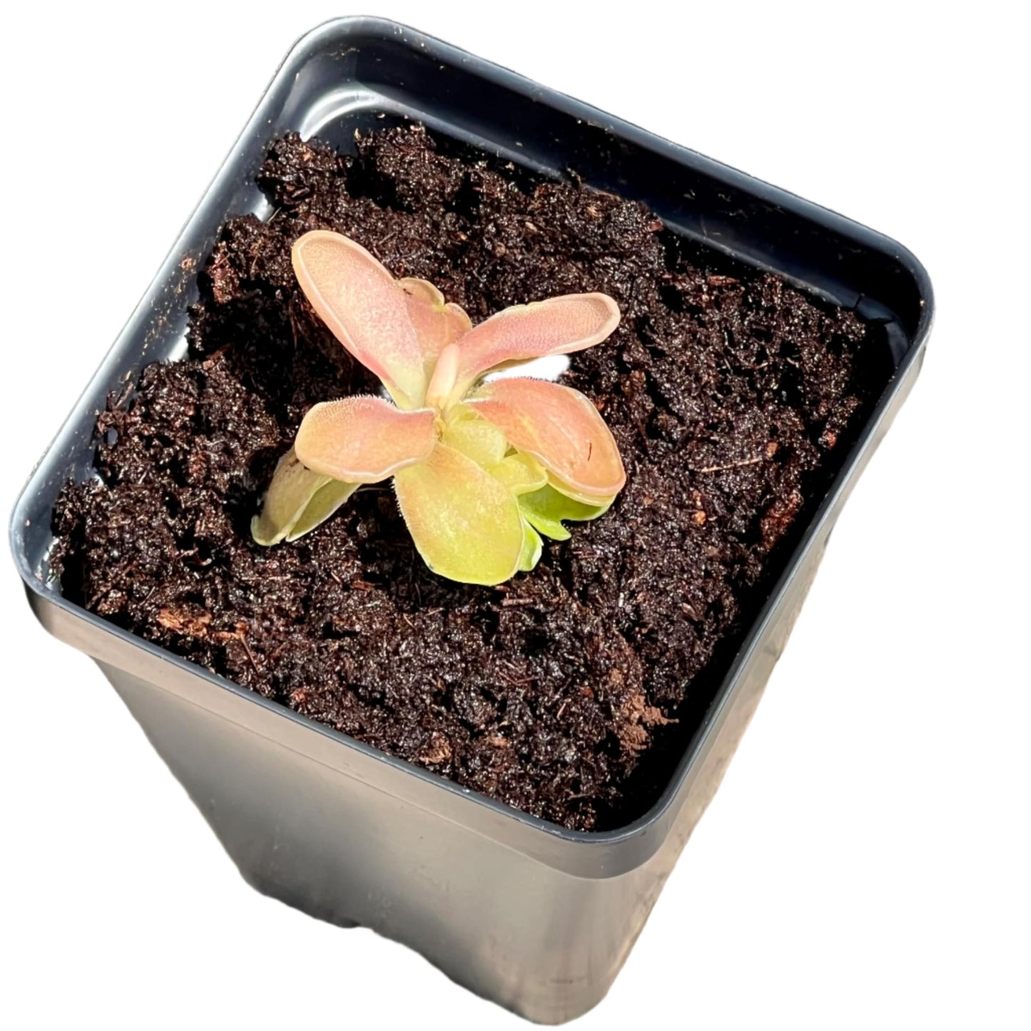 Live Pinguicula Fumiko Butterwort Carnivorous Plant, Pet-Safe, Unique Gift for Plant Lovers & Collectors. Succulent-Like Carnivore Plant.