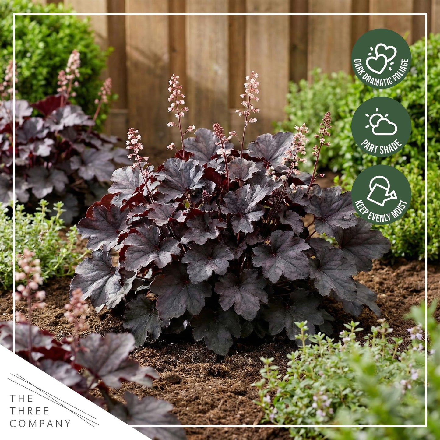 Live Heuchera Coral Bells 2-Pack – Black Olive – Shade Perennial Foliage Plant, 10” Tall, 1 Qt Pot