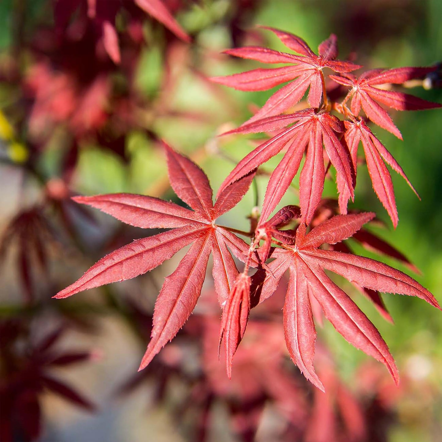 PERFECT PLANTS Bloodgood Japanese Maple Tree 1 Gal. | Live Plant for Beautiful Autumn Color | Red Leaf Colors Year Round | Small Deciduous Trees for Privacy