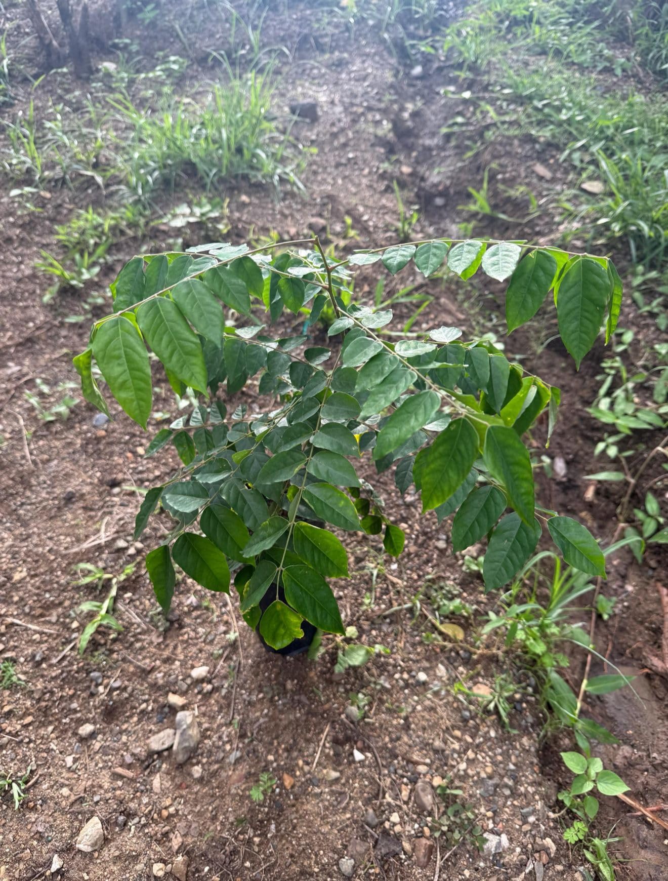 Star Fruit Tree Carambola Averrhoa Plant Seedling 10inch18inch