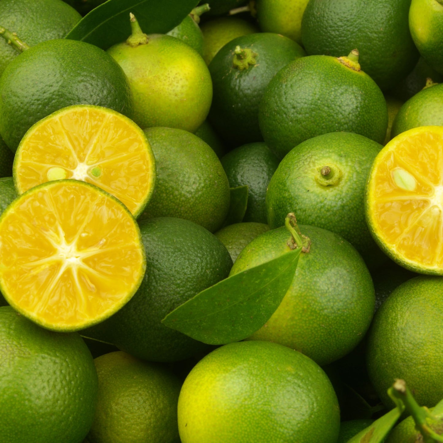 1 Live Citrus Plant, 16 to 24 inches Tall, 1 Gallon Pot, Fragant Smell with Blooming Flowers or Fruits - Cannot Ship to CA, TX, AZ, LA, HI (Calamondin)