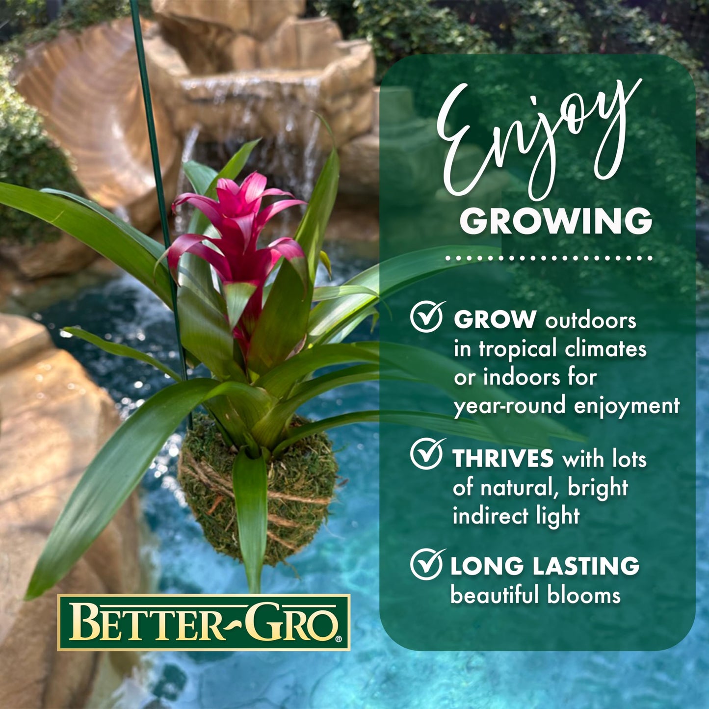 Better-GRO Bromeliad Hanging Kokedama – Indoor/Outdoor Decorative Planter, Low Maintenance Houseplant, Unique Home Decor - 12” Tall