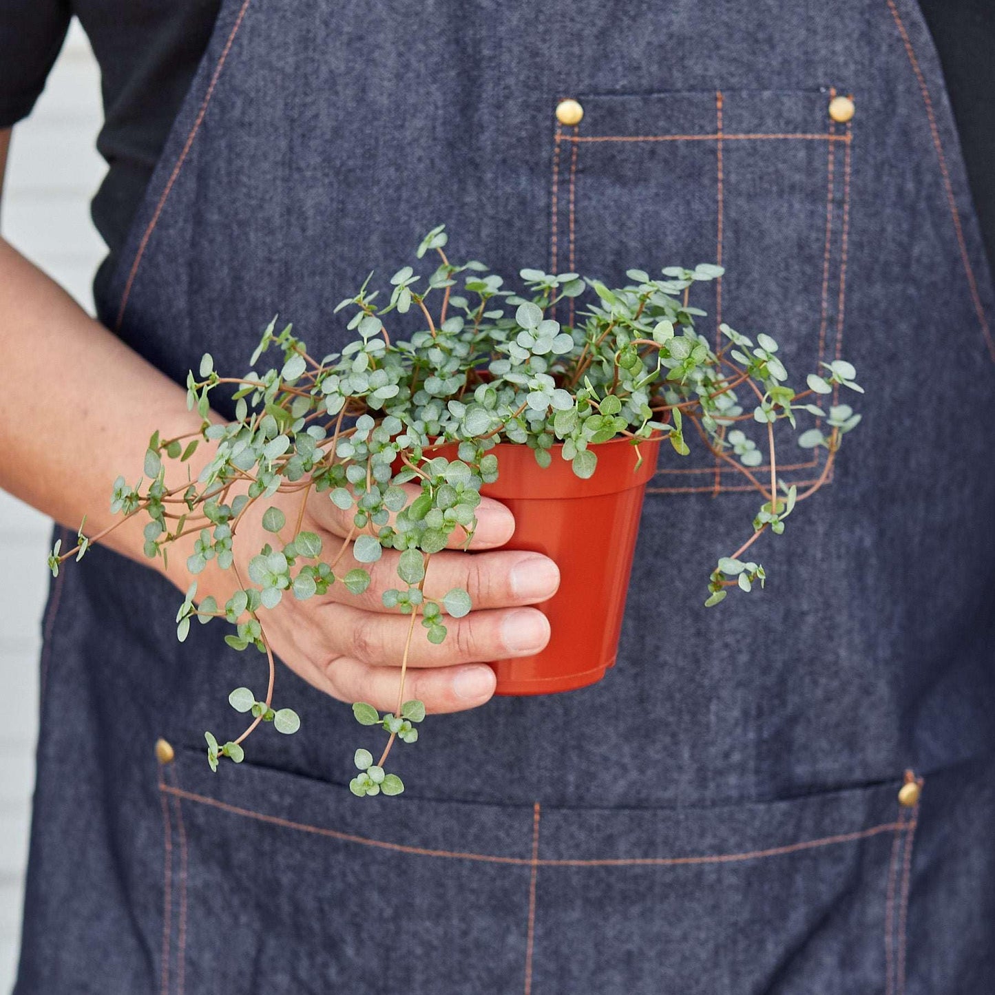 Nettle Silver Sparkle | Solanum Elaeagnifolium | Live Plant for Indoor | Different Houseplants in 4'' & 6'' Pot | Real House Plant for Living Room, Office, Desk & Bathroom