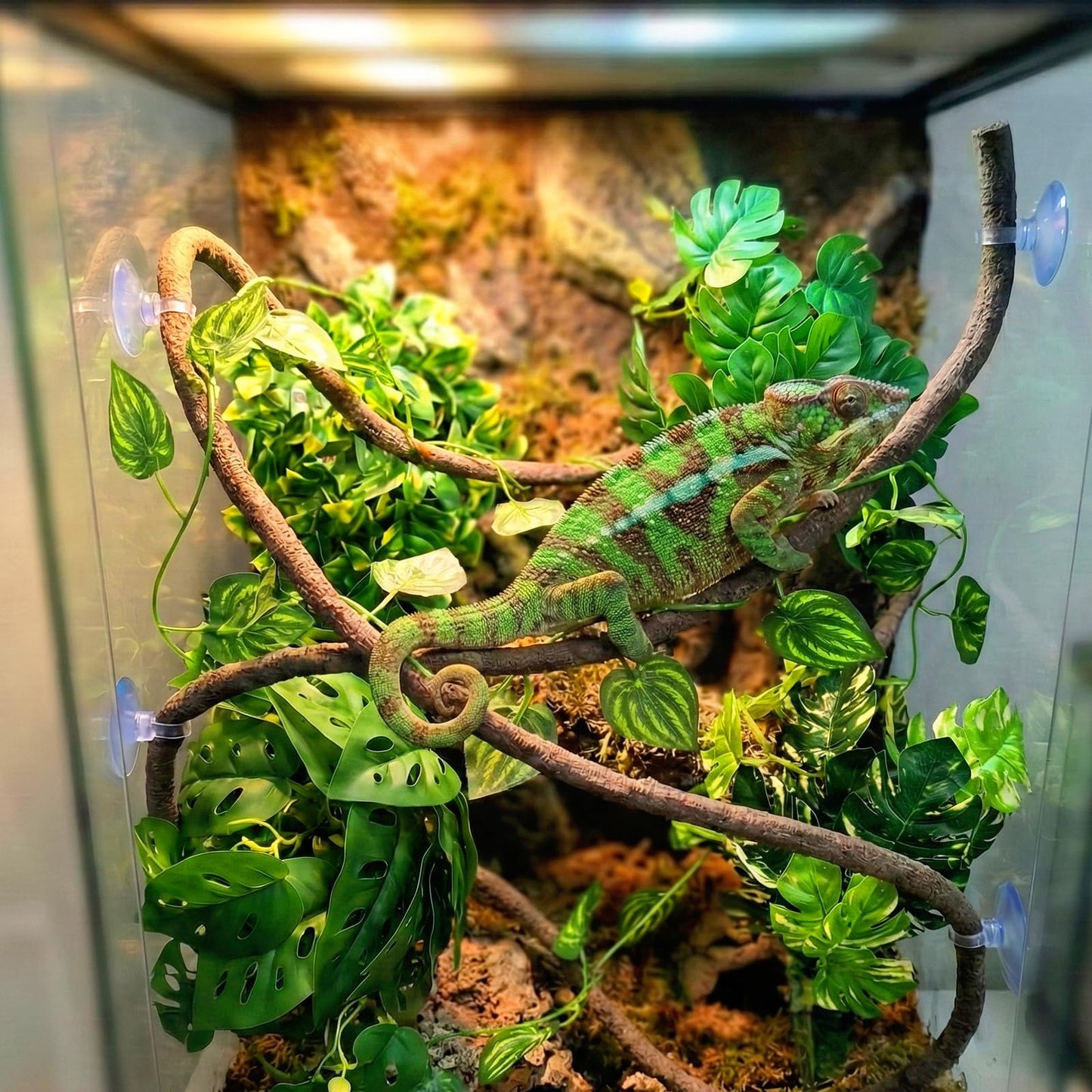 5 Pcs Reptile Plants & Habitat Decor Kit - 3 Artificial Plants & Large 5ft Jungle Vine Branch, Amphibian Habitat Hideout Tank Decorations fit Crested Gecko Leopard Lizard Chameleon Ball Python Frog