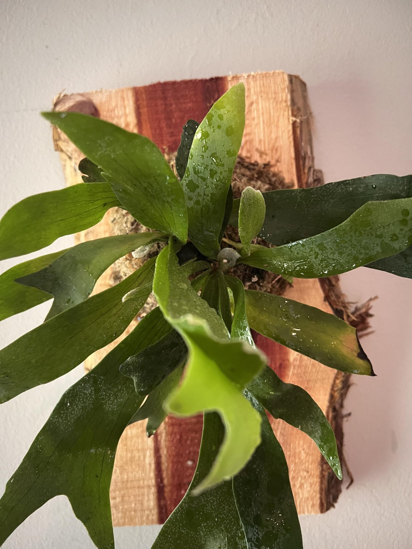 Live Staghorn Fern Wall Mount on Natural Aromatic Cedar Wood Plaque with Live Moss (Staghorn Fern, Meduim)
