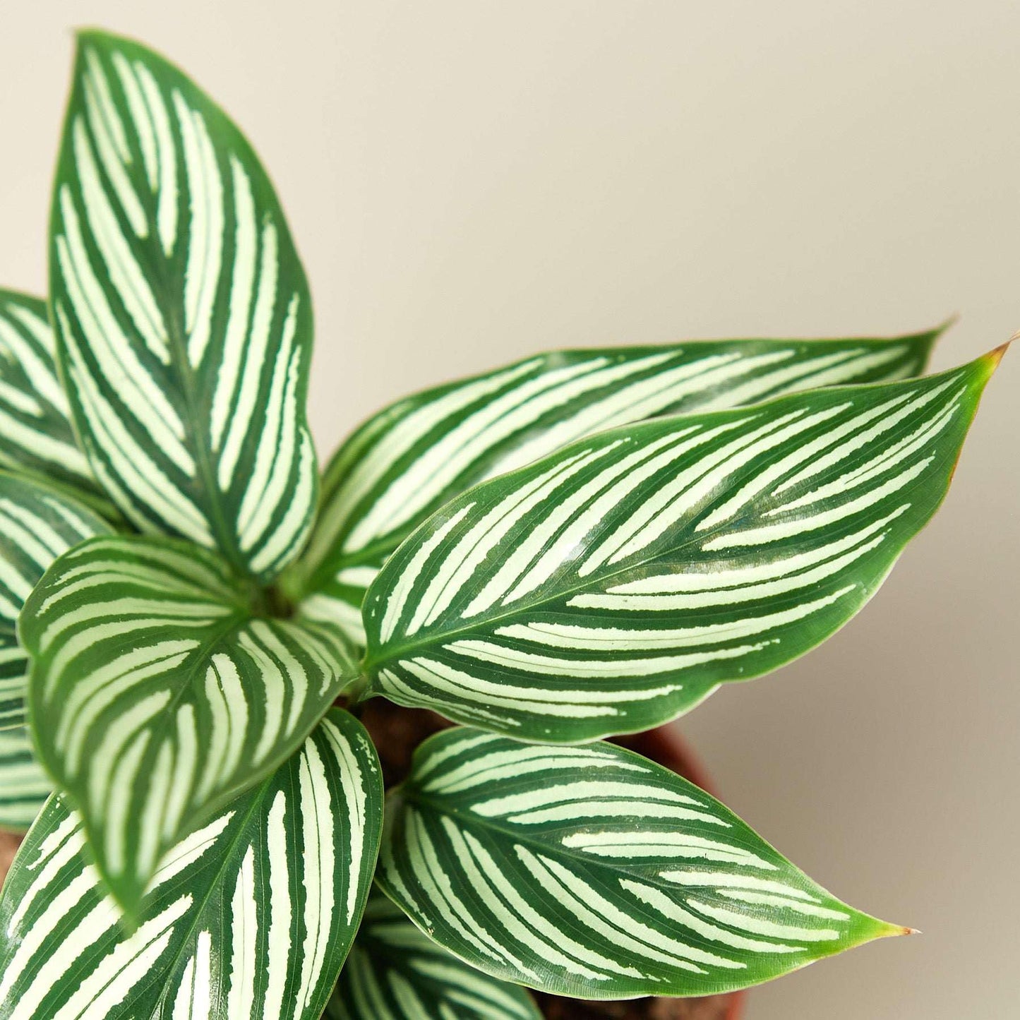 Calathea Vittata Live Plant for Indoor | Different Houseplants in 4'' & 6'' Pot | Real House Plant for Living Room, Office, Desk & Bathroom | Peacock Plant | Zebra Plant