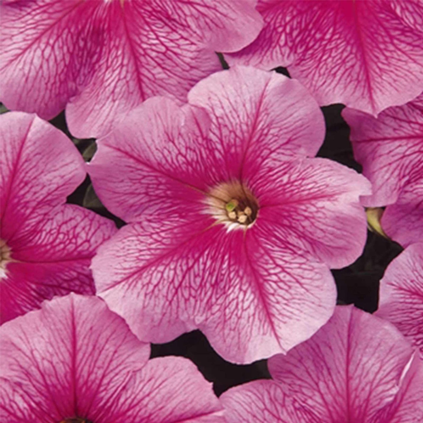 Madness Series Petunia Sheer (Pink with Veins) ~100 Seeds – Petunia x hybrida – Pelleted Annual Flower – 10–15" Mounded Plants – 3" Blooms in 20+ Colors – Easy to Grow – 98–105 Days – Non-GMO