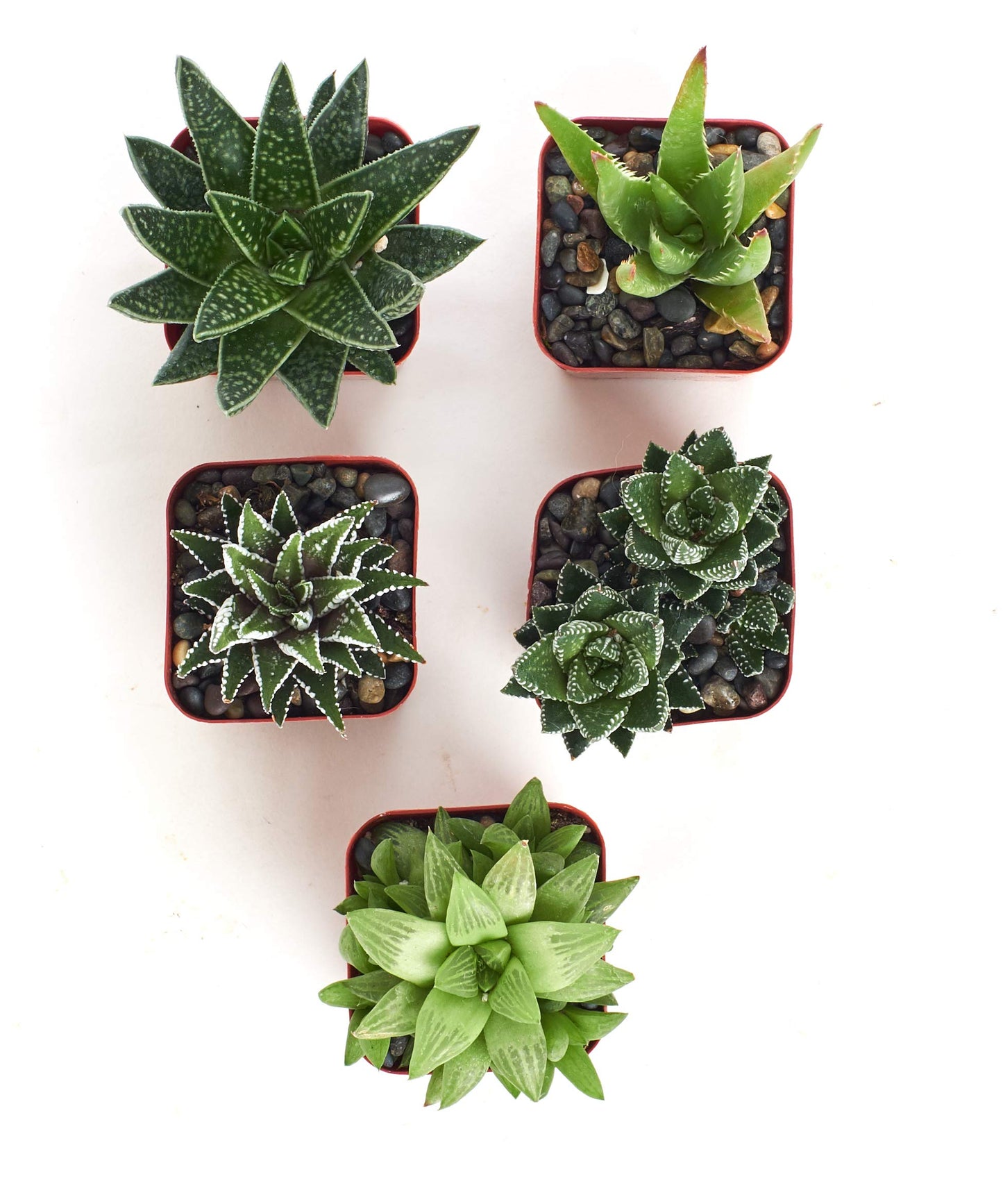 Shop Succulents | Alluring Collection of Live, Hand Selected Variety Pack of Mini 5 Different Aloe Plants in 2" Grower Pots, Easy to Grow and Hard to Kill
