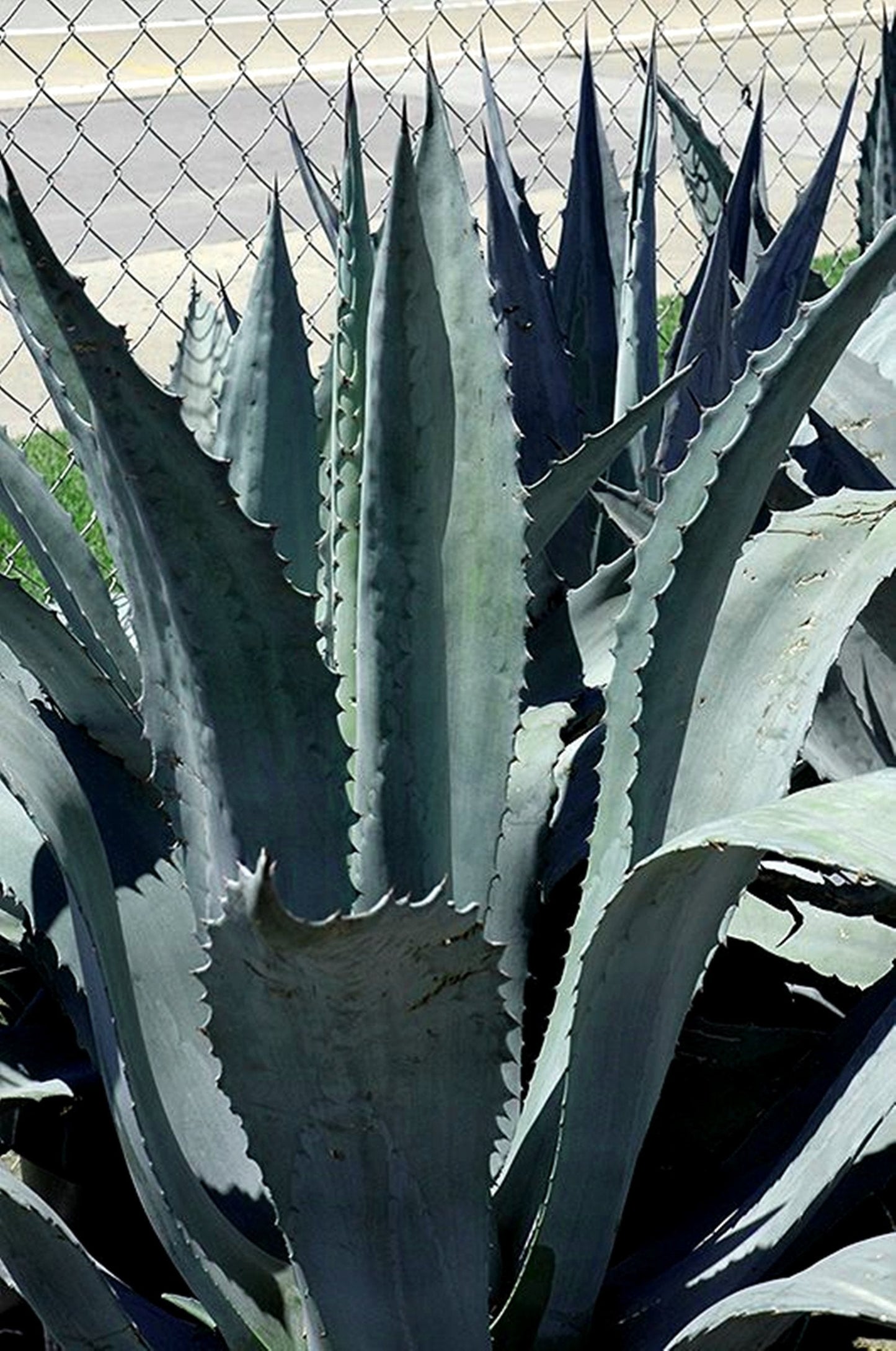 Agave Americana - Blue Agave - 2 Plants in Big Size