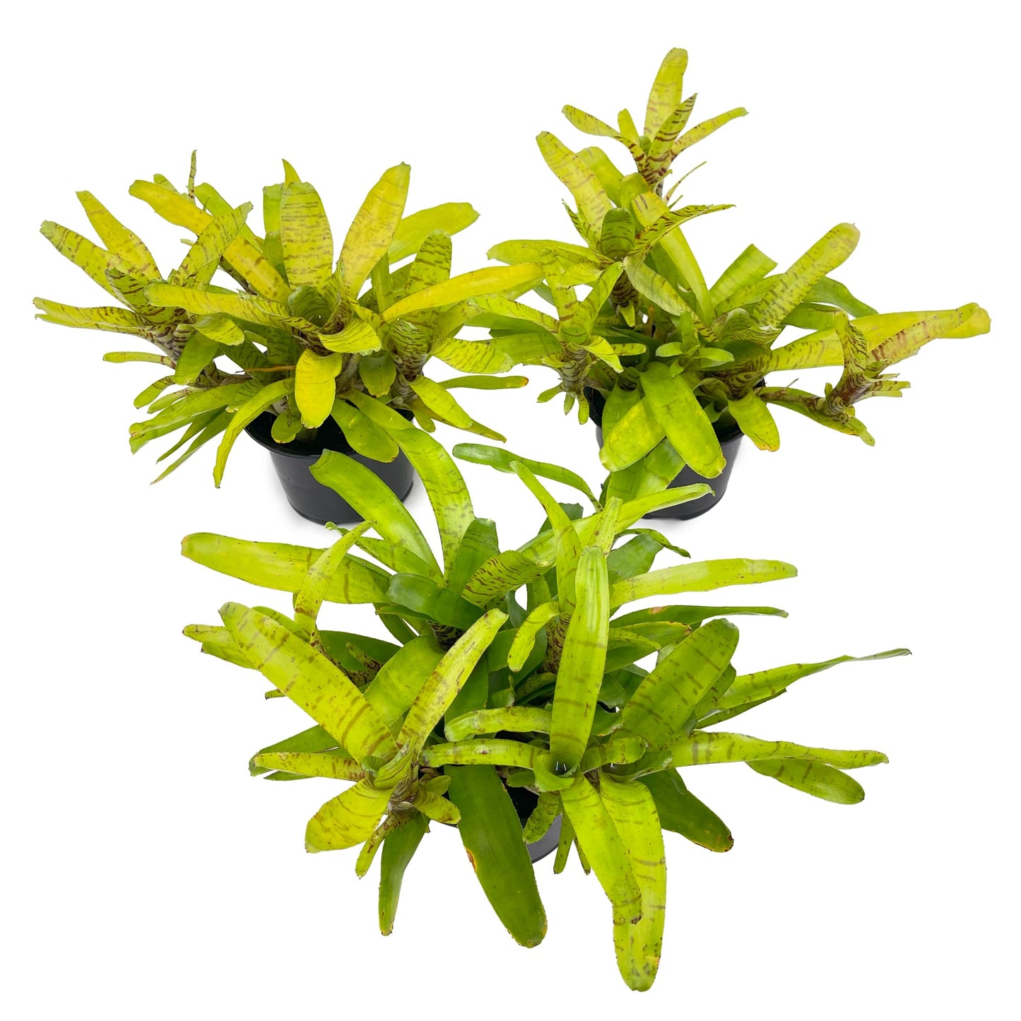 ragnaroc Live Plants – Bromeliad Neoregelia Tigrina, 8-12" in 6" Pot - 1ct - Live Arrival Guaranteed - House Plants for Home Decor & Gift