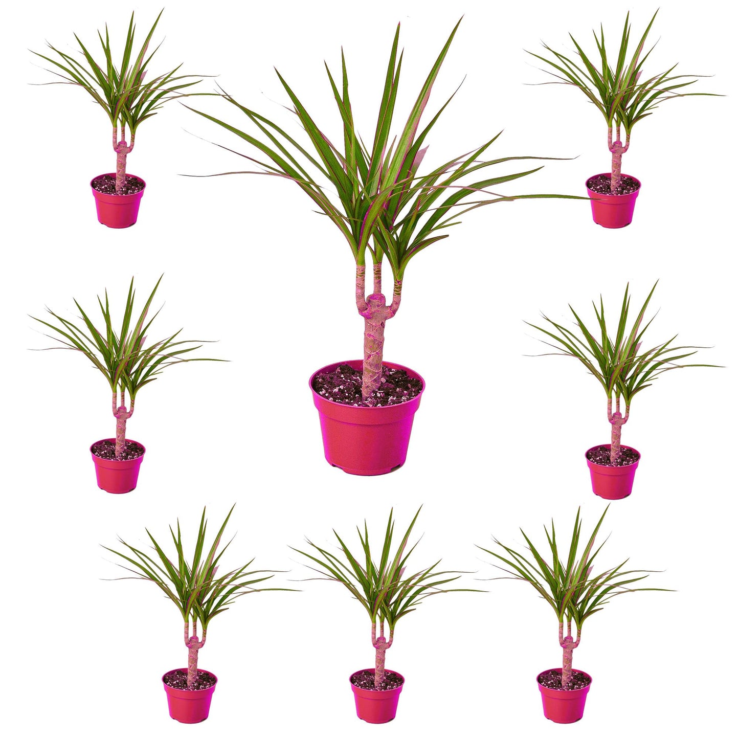 8 Pack Dracaena Marginata Cane in 4in Pot - Live Plants Tropical Houseplants | Variegated | USA Growers | The Snobby Leaf
