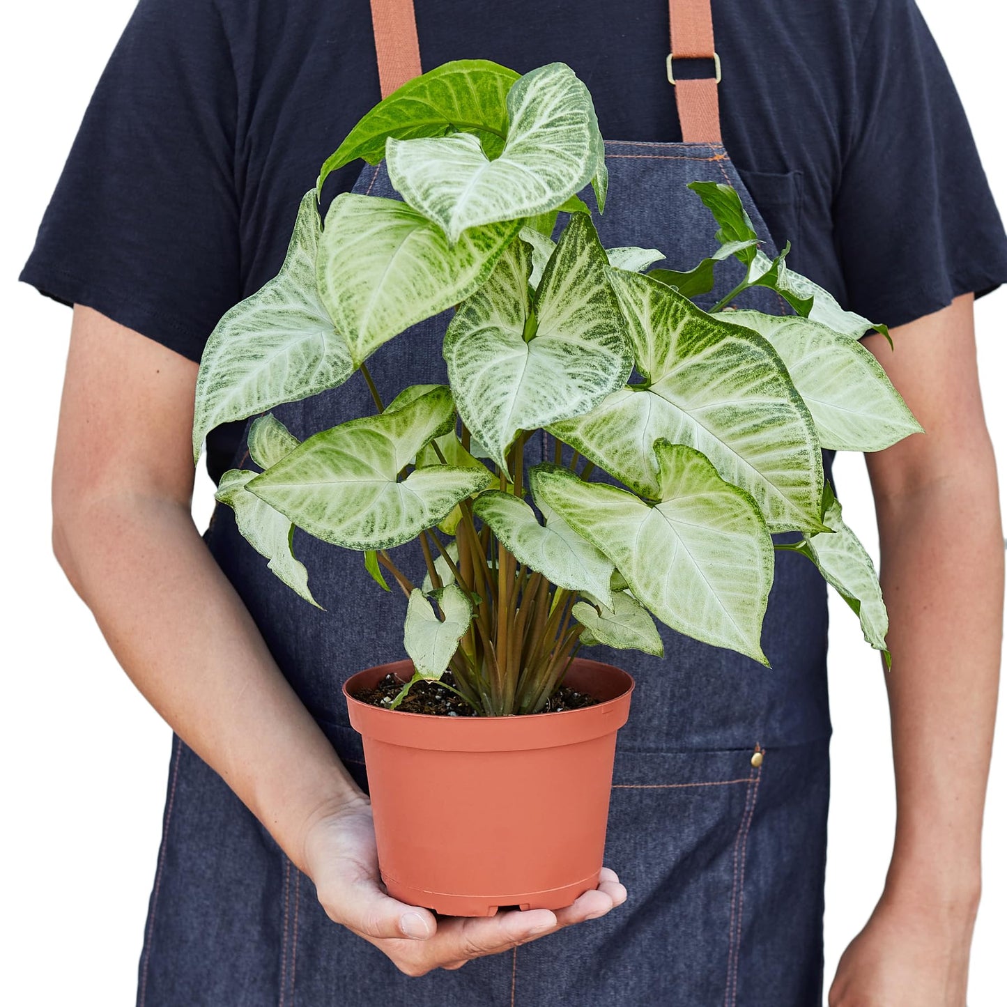 Syngonium White Butterfly | Live Plant for Indoor & Outdoor | for Living Room, Office, Bathroom | (6" Pot)