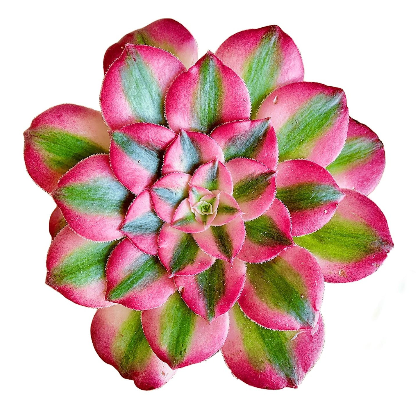 FWPP Succulents Plants Live Echeveria Perle von Nürnberg,Mini Succulents Red 3 inches Mini Succulents,Bare Root Without Pot,Succulent Plant Live Decoration Plant Gifts